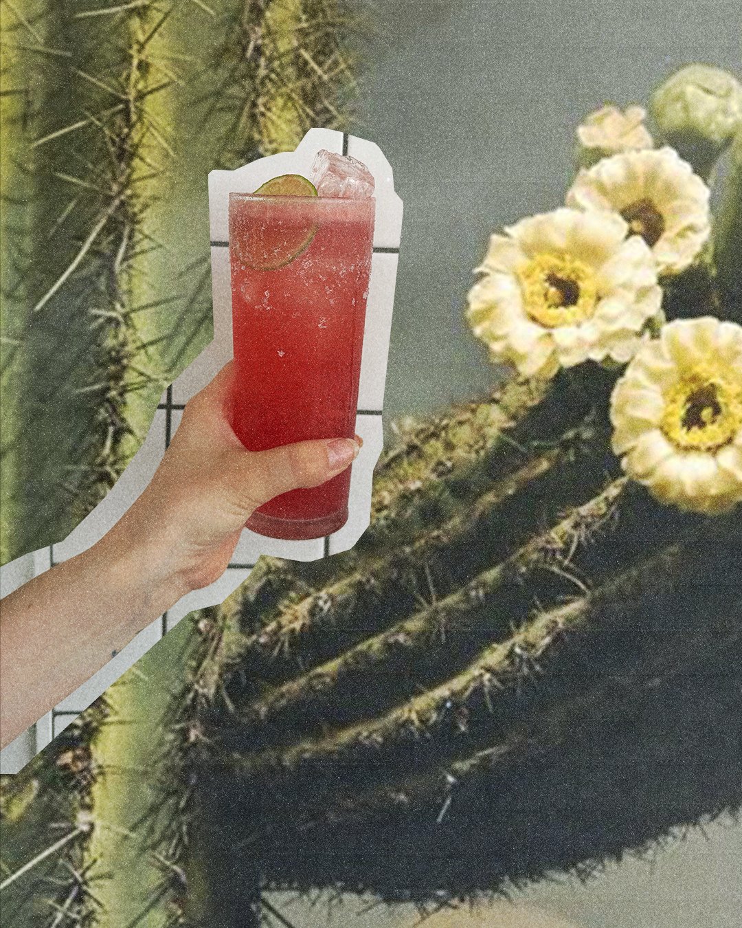 LAGERITA ROJA!⁠
blanco, raspberry, rhubarb, lime, @found.beers Super!