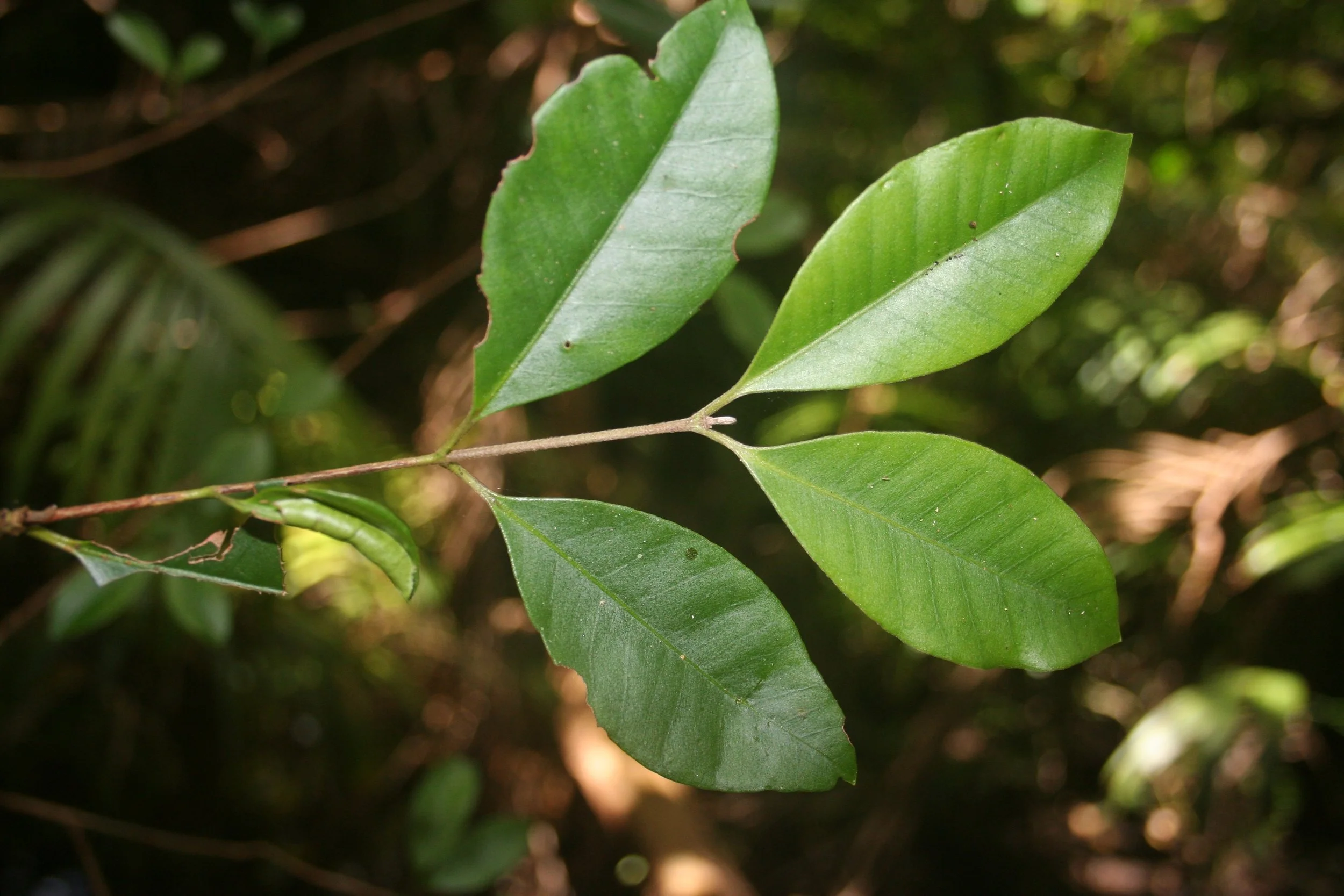 Lenwebbia spp Blackall Range.JPG