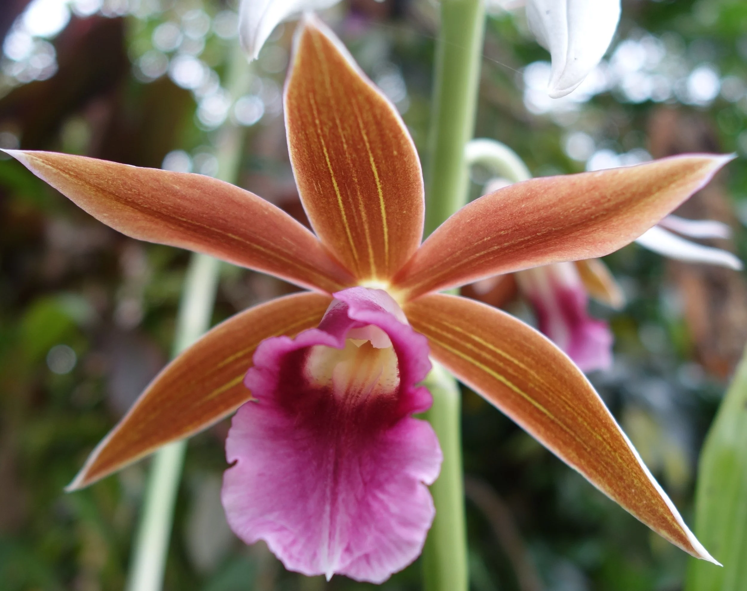 Native Orchid ID Workshop - November 29th 2025