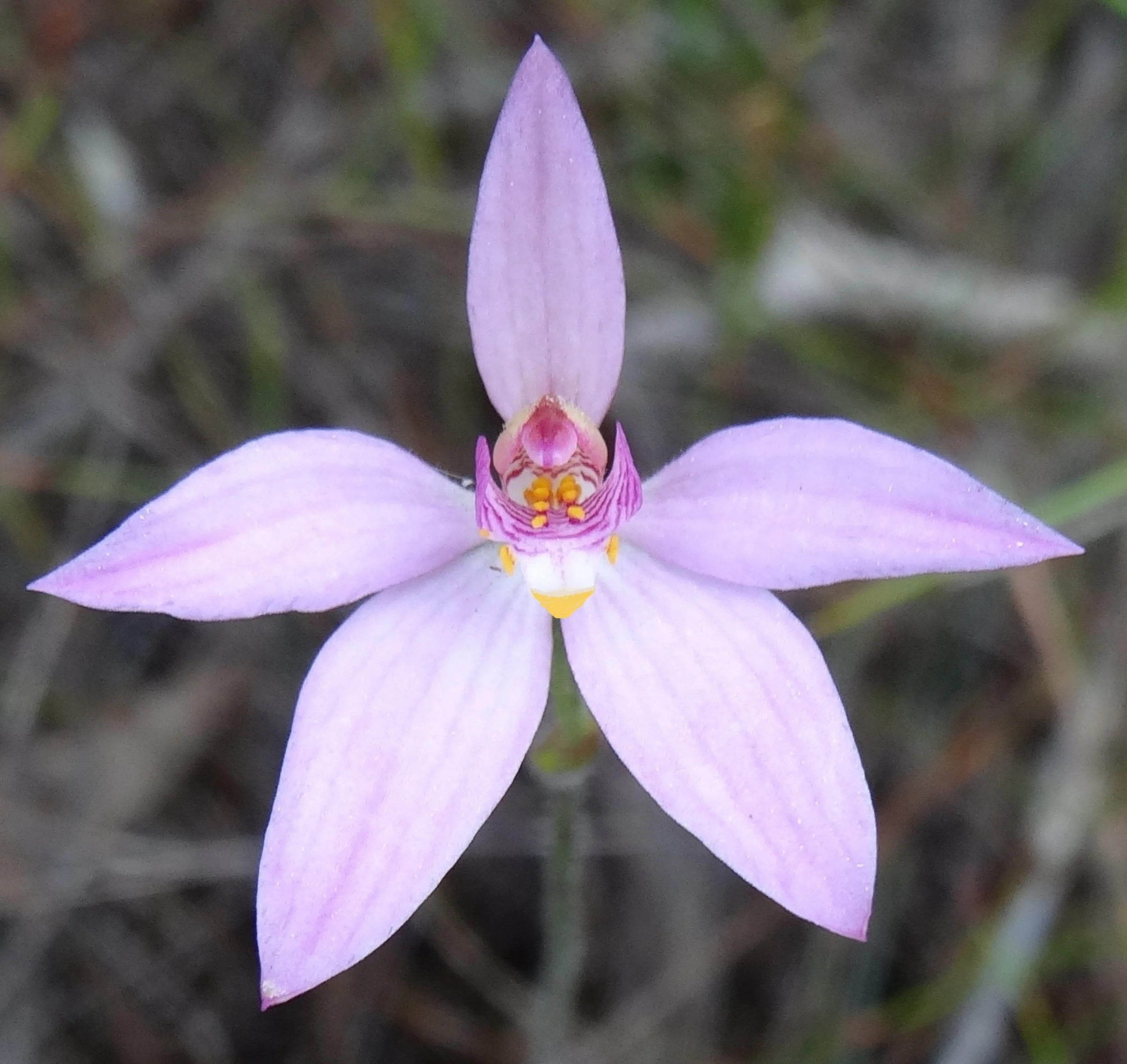 “In Bloom - native orchids through art and lens”