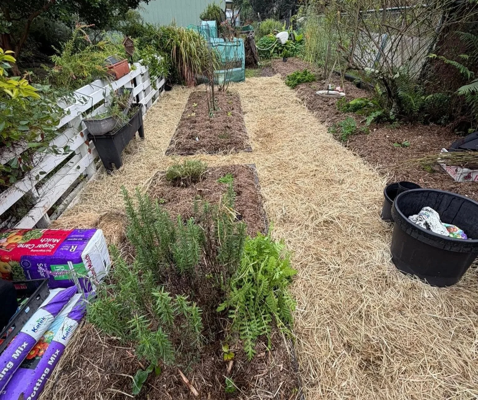 Veggie Garden Restoration 