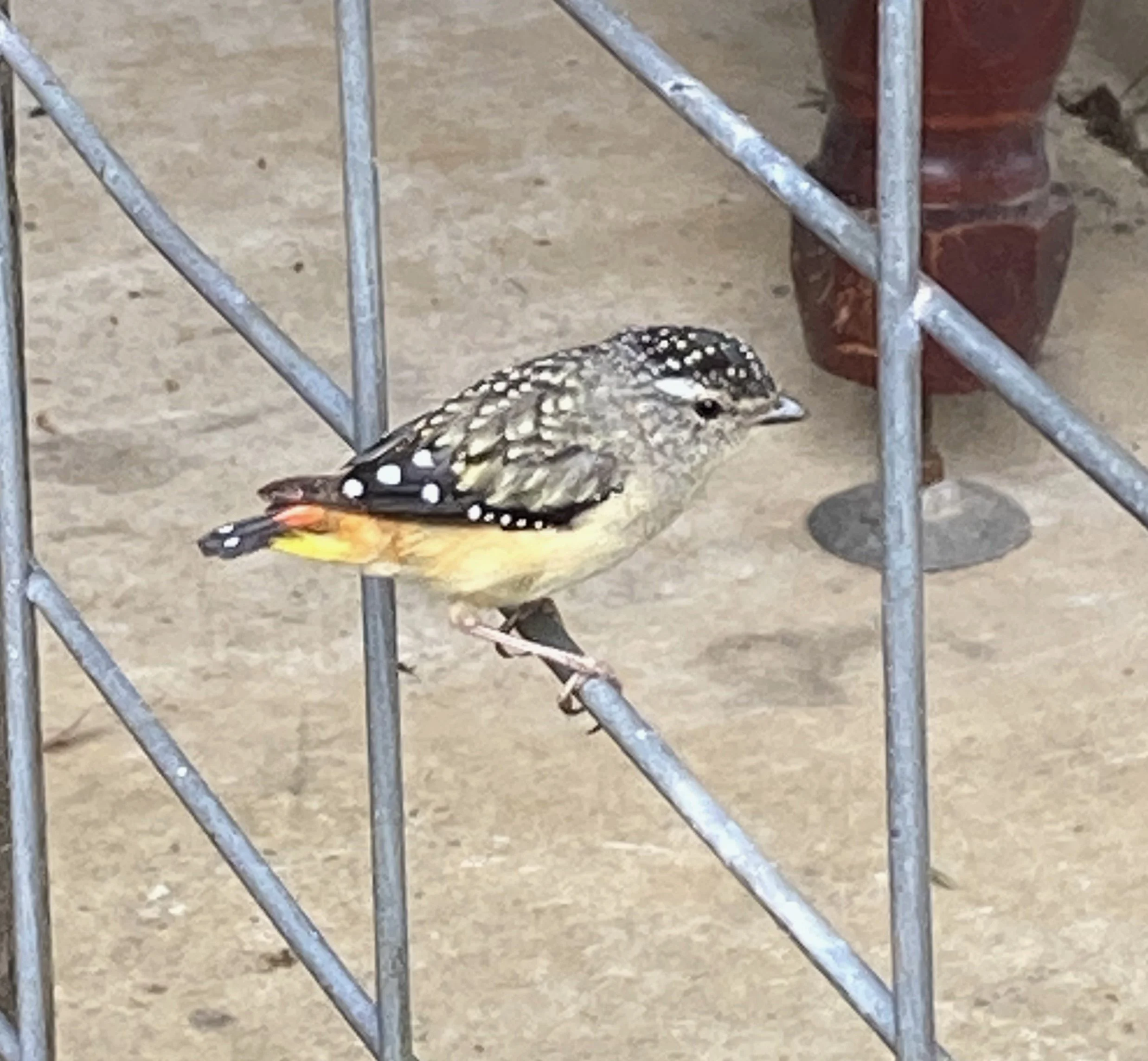 Birdscaping Your Garden 