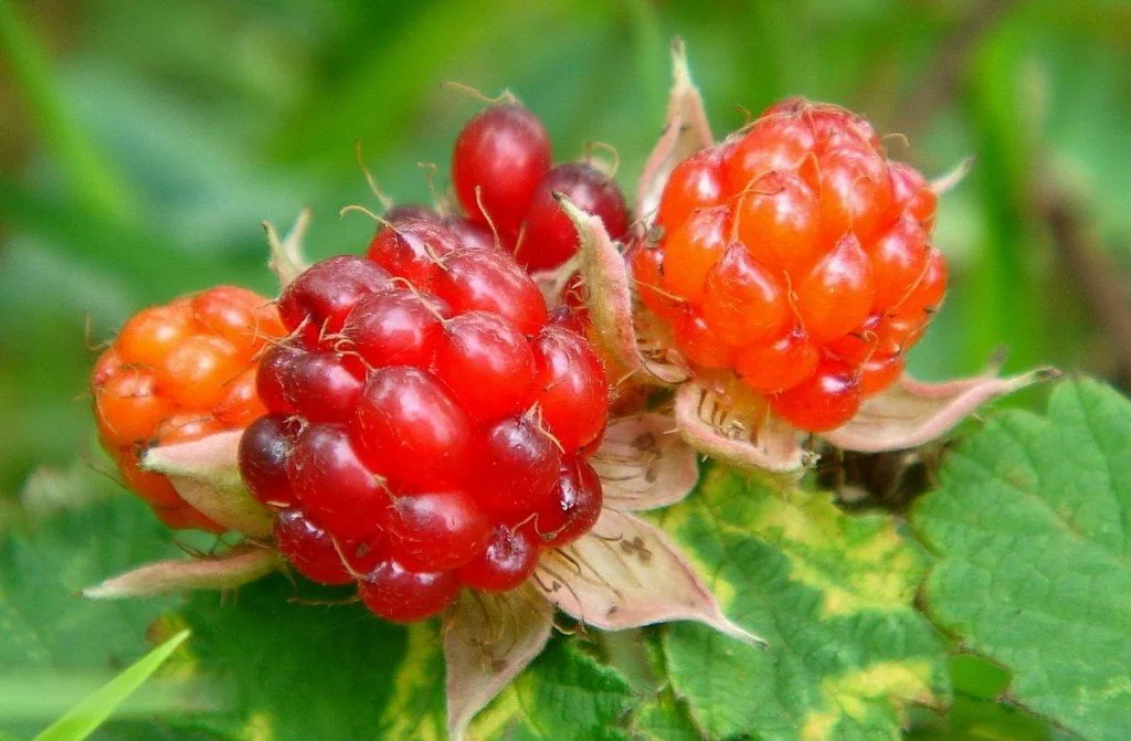 Growing Bushfoods