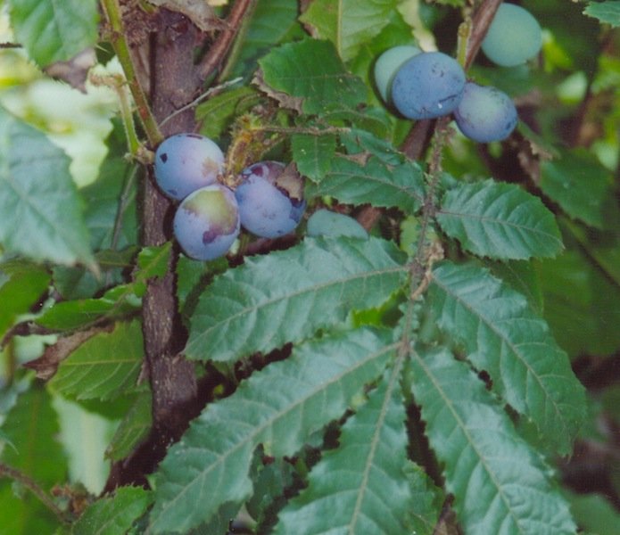 davidsonia-pruriens-fruit.jpg