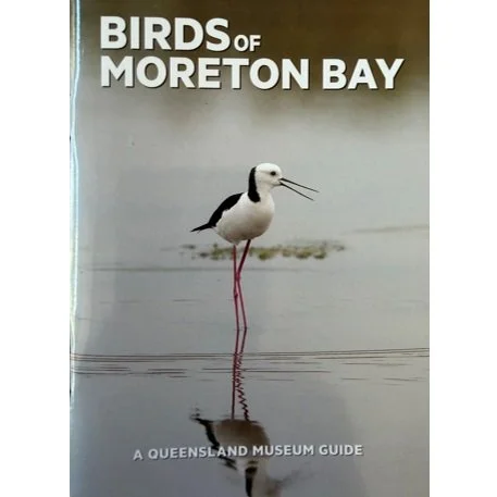 Birds of Moreten Bay