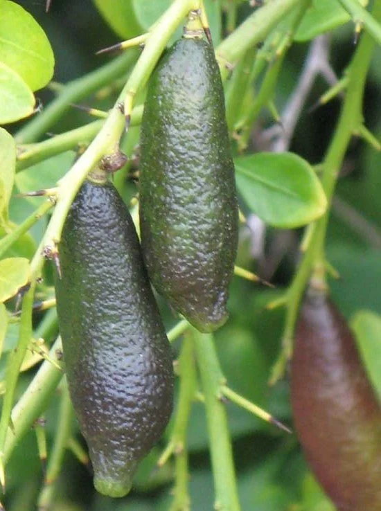 citrus_australasica.jpg