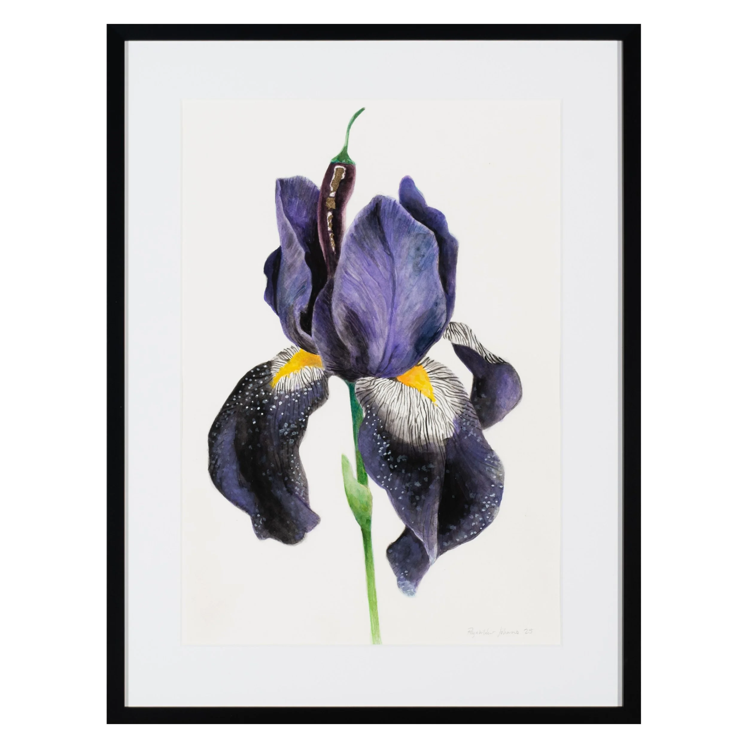 Skammdegisblóm  / Dark Bloom