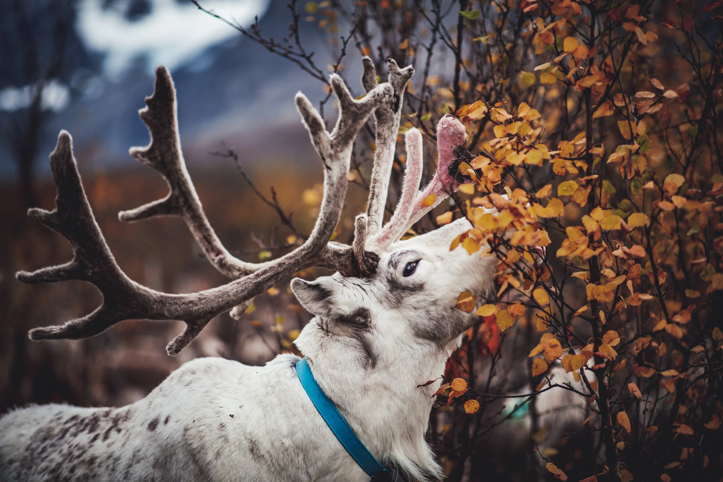 Foto: Petr Pavlek / Visit Lyngenfjord