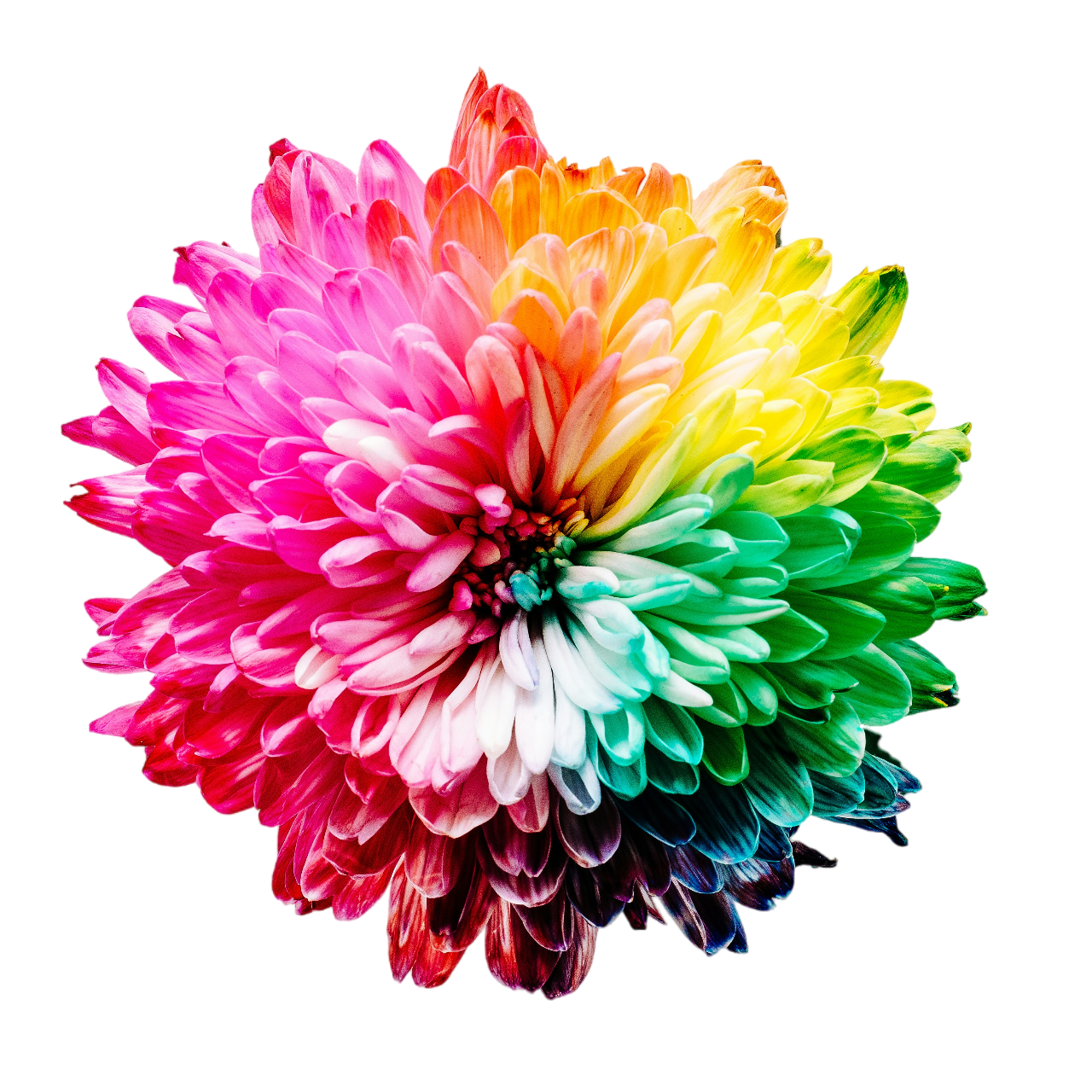 A single chrysanthemum flower, each petal a different color across the spectrum — OMDB's Beyond Fear imagery
