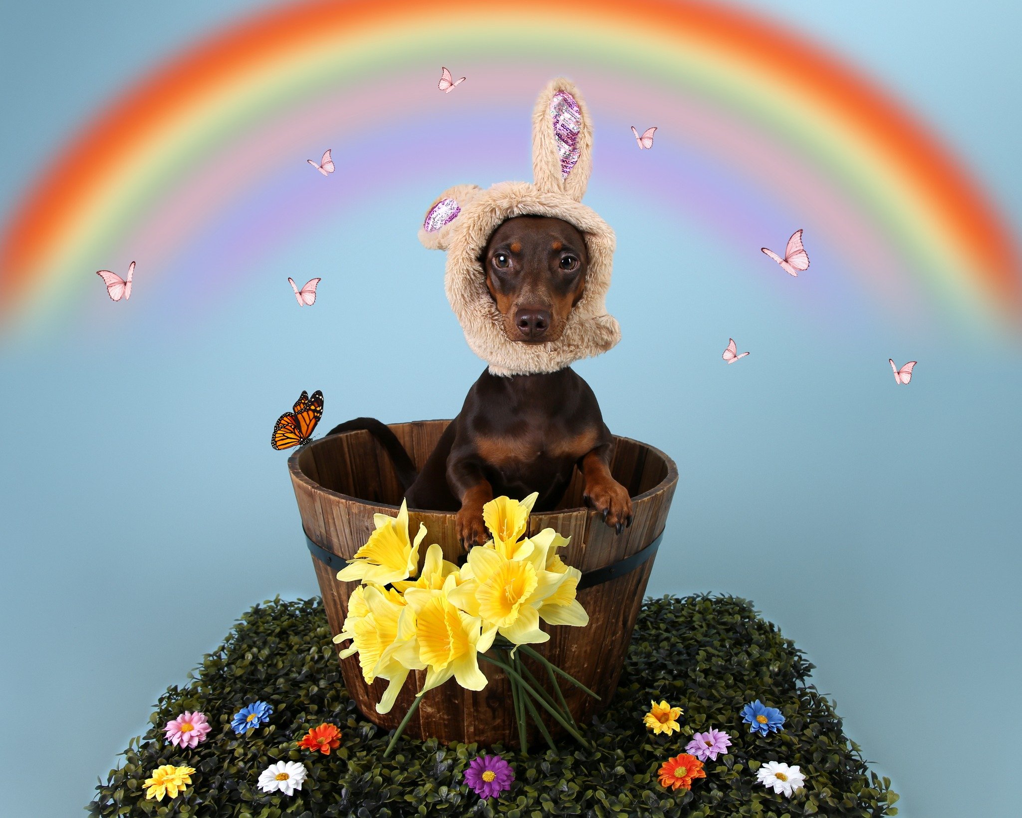 Cookie is spreading the joy this month for the Zellig Building  @DogsTrust  Calendar! 🌸🧚&zwj;♀️☘️☀️🌹

#winkphotography #zellig #indigbeth #custardfactory #dogstrust #daschund #dogcalendar