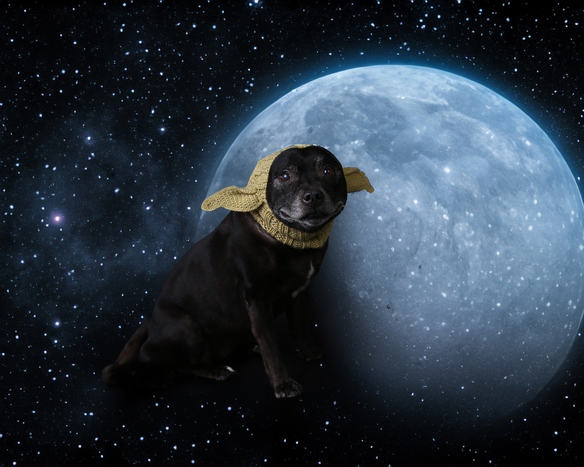 May the 4th be with you!

Celebrating May with Mollie on Zellig's Dog Calendar for Dogs Trust

#Zellig #indigbeth #winkphotography #dogstrust #custardfactory #dogcalendar #strawars #MayThe4thBeWithYou