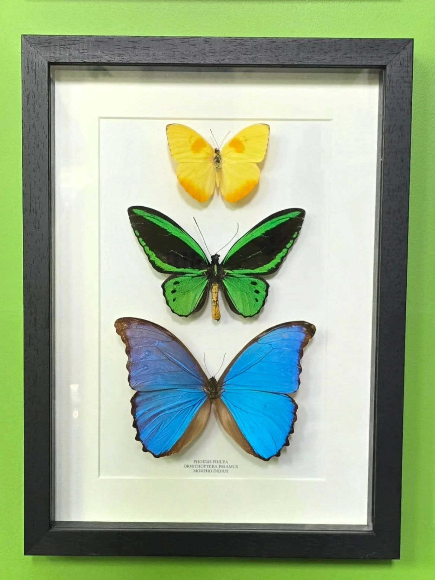 🦋Butterflies are the symbol of Transformation🦋

Many people have asked me over the last 2 years; 'why a butterfly?', 'whats that got to do with dentistry?'. 

Well now you know... we have completely transformed the practice. 

It goes beyond the wa