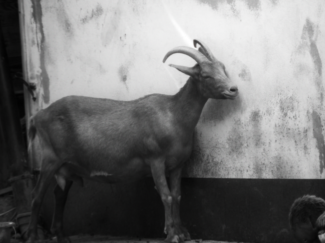 Modeste par François-Xavier Rouyer