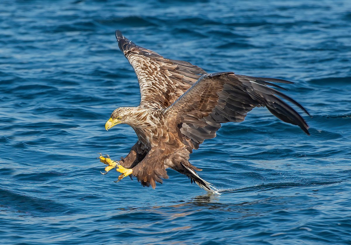 Sea Eagle hunting.