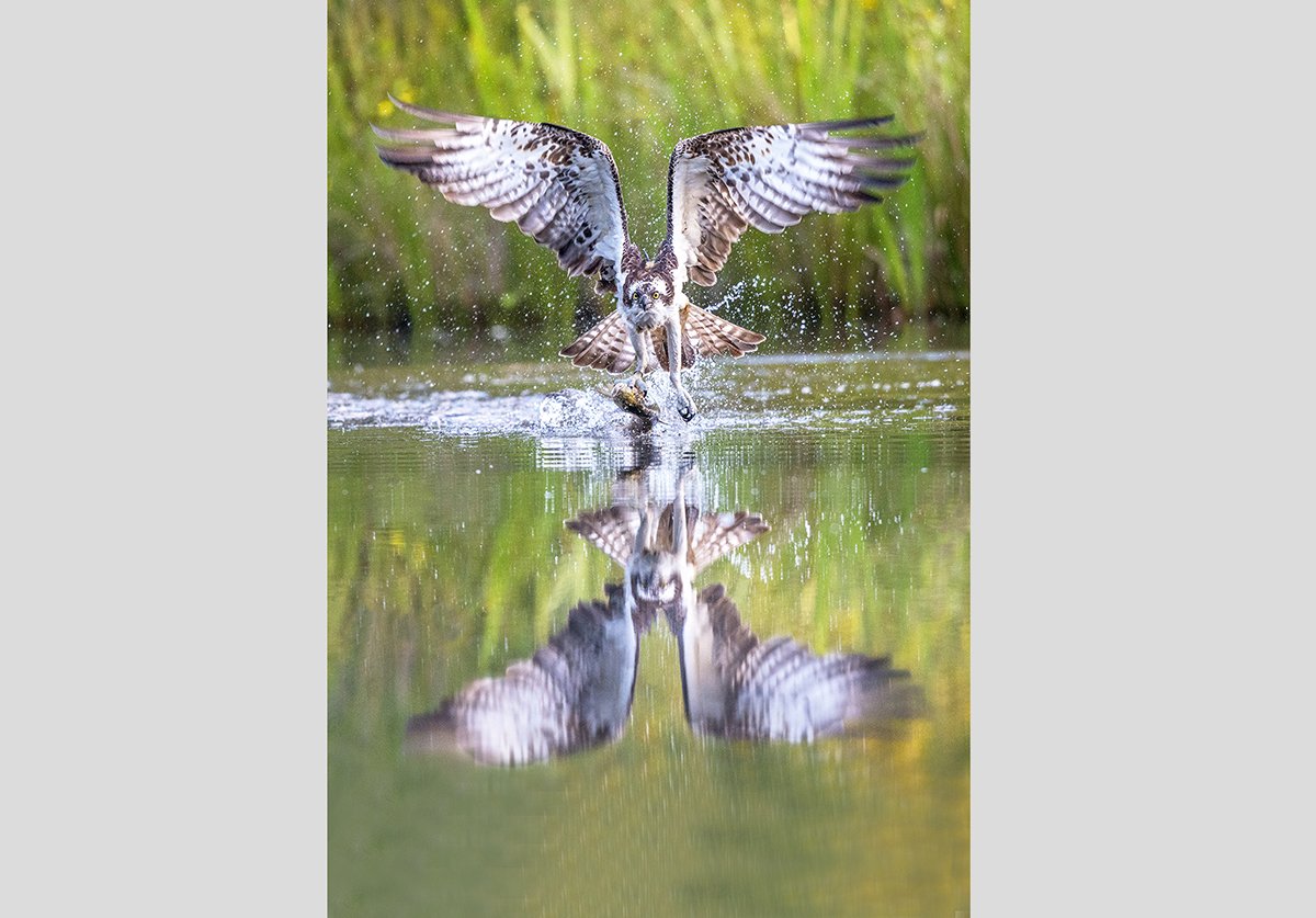 Osprey with wings open.