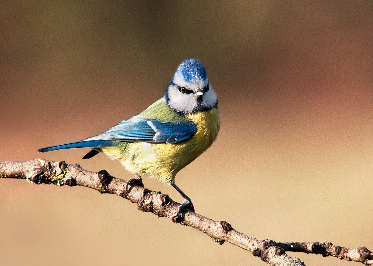 Blue Tit