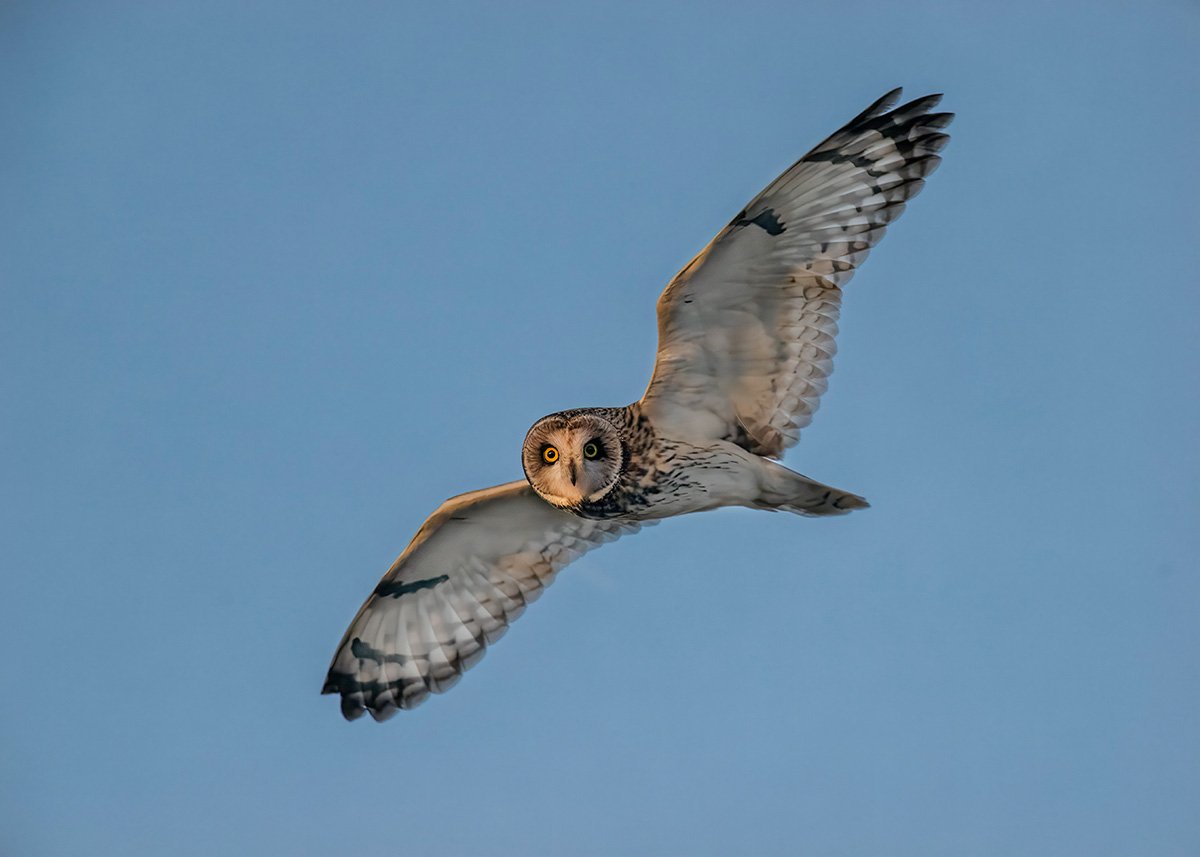 Short Eared Owl against blue skies