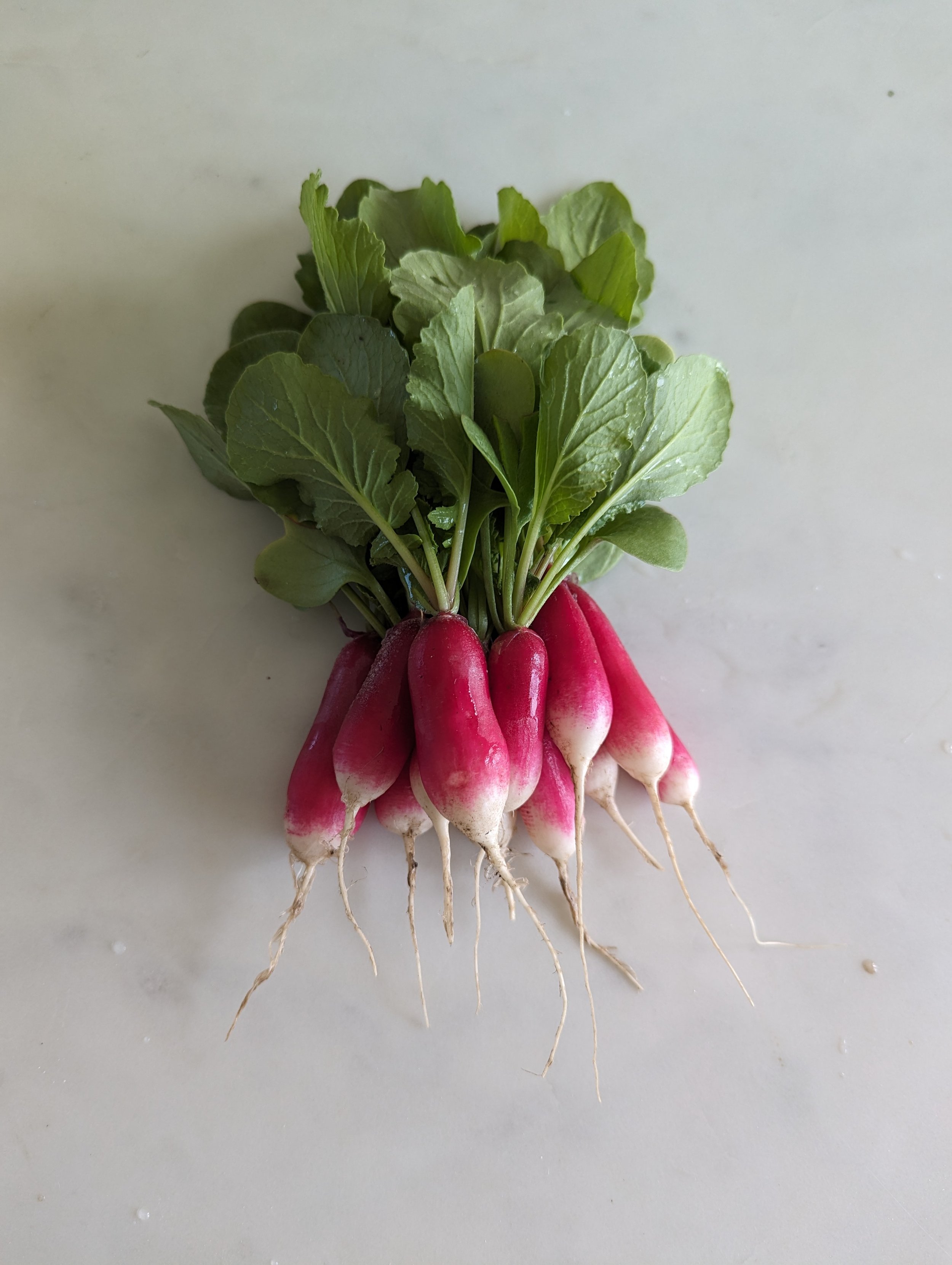 French Breakfast Radish