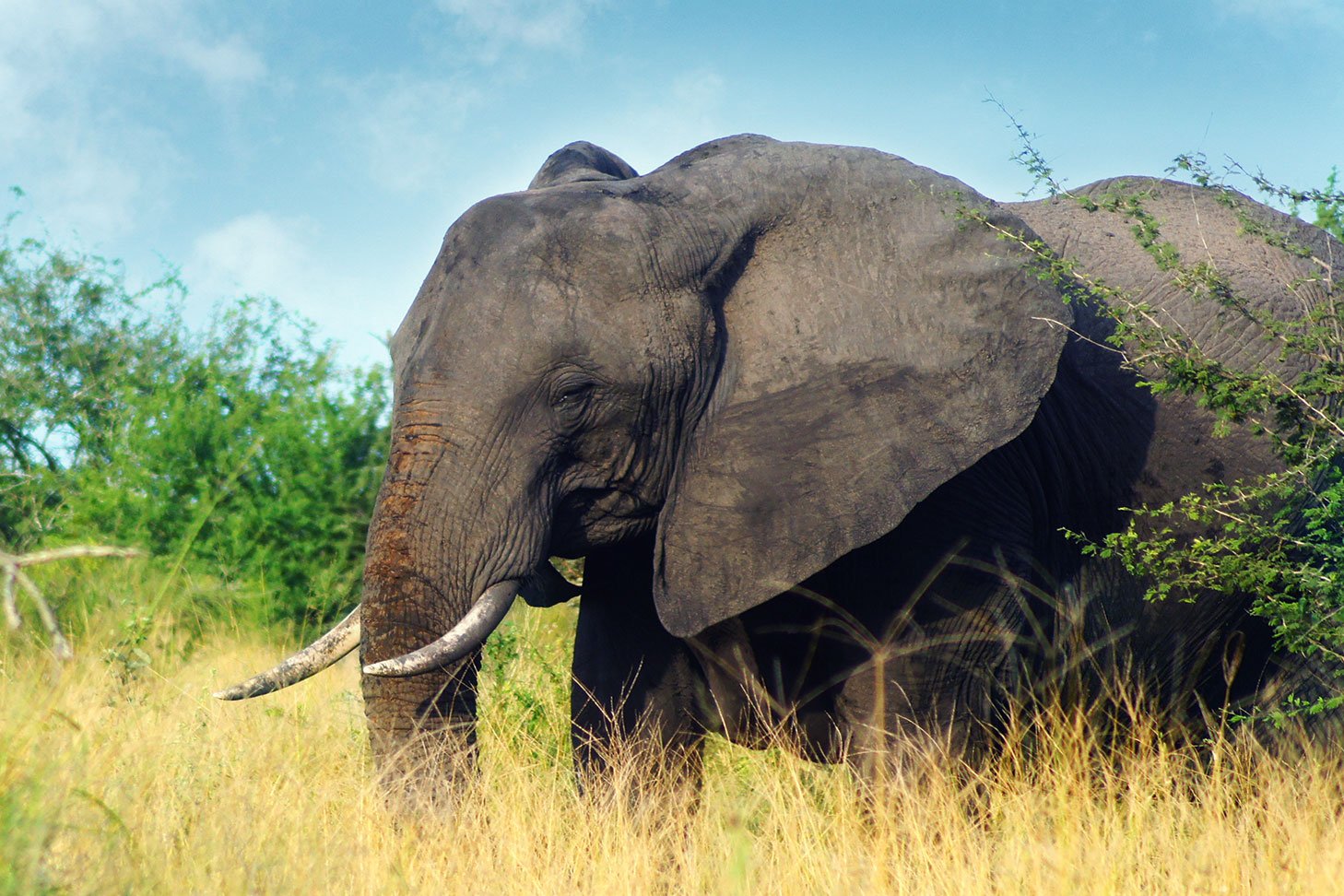 the kruger park