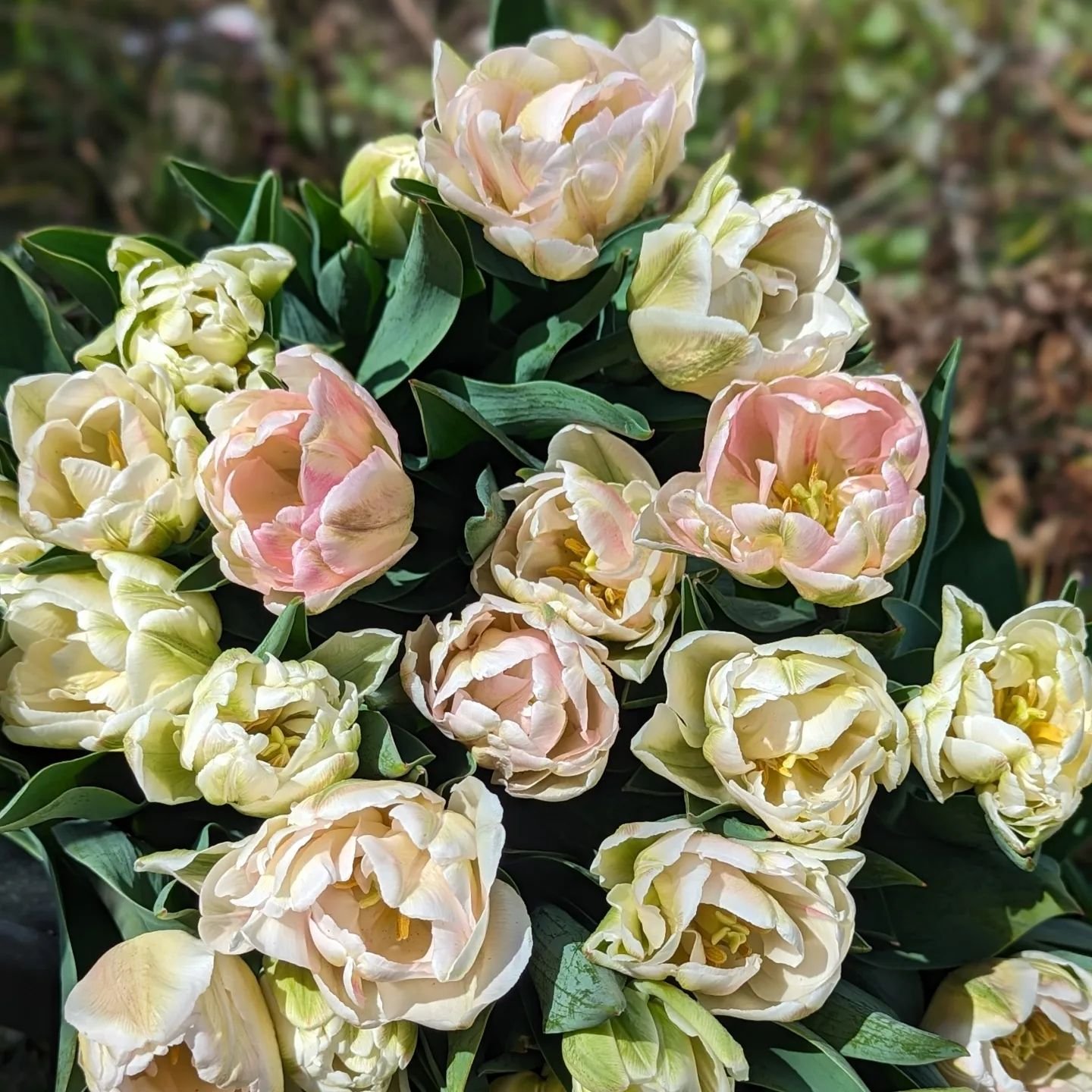 For a limited time, we have tulips direct from our farm! Naturally grown in creamy blush tones, they're doubles, lots of extra petals. Visit our send flowers page for more info.