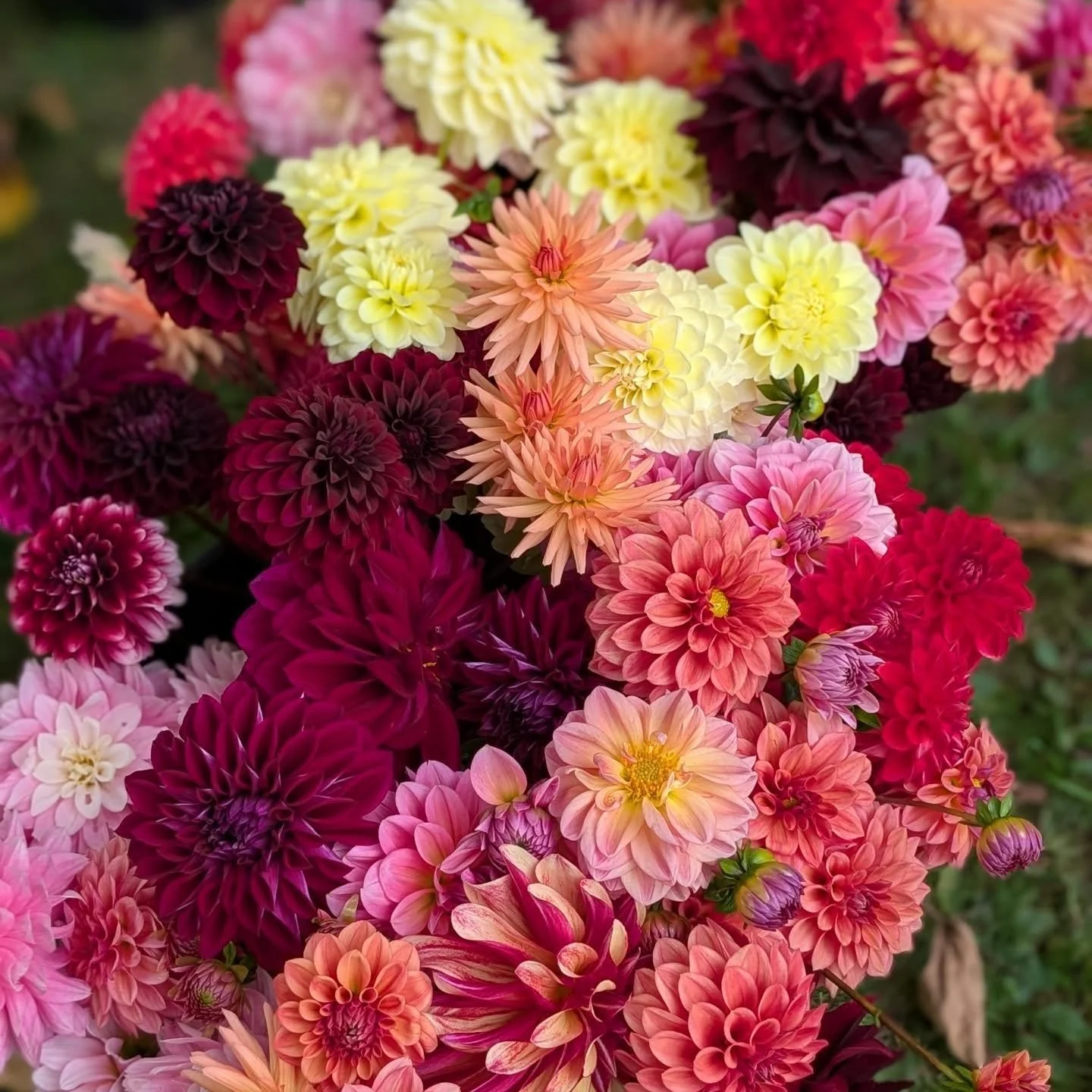 For @tonyfitzpatrick9 
I will see you in the flower field 
In every bird, butterfly and flower