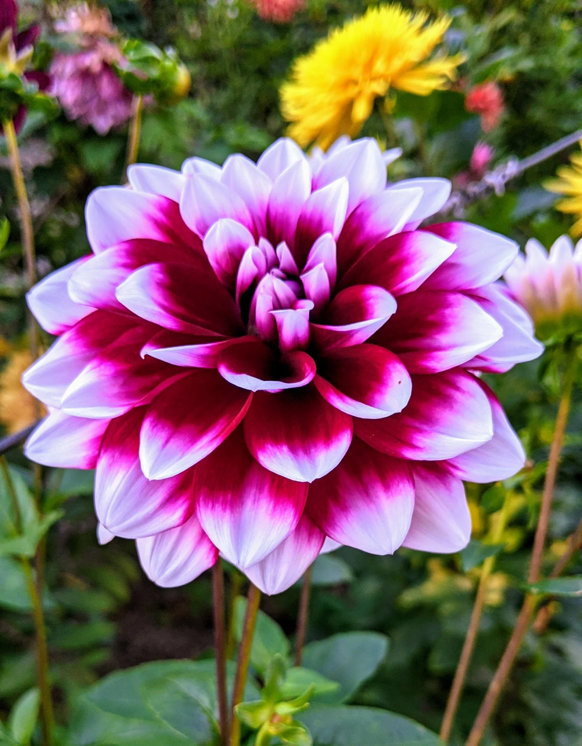 Dahlias to Delight in North Chili—September 10, 2025