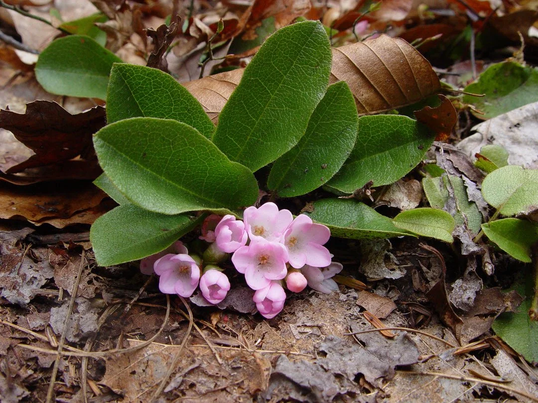 Trillium Trail Walk—April 28, 2026