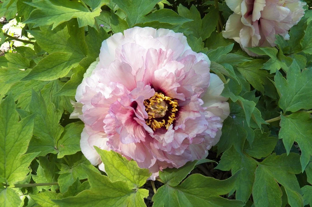 Linwood Gardens—May 27, 2026