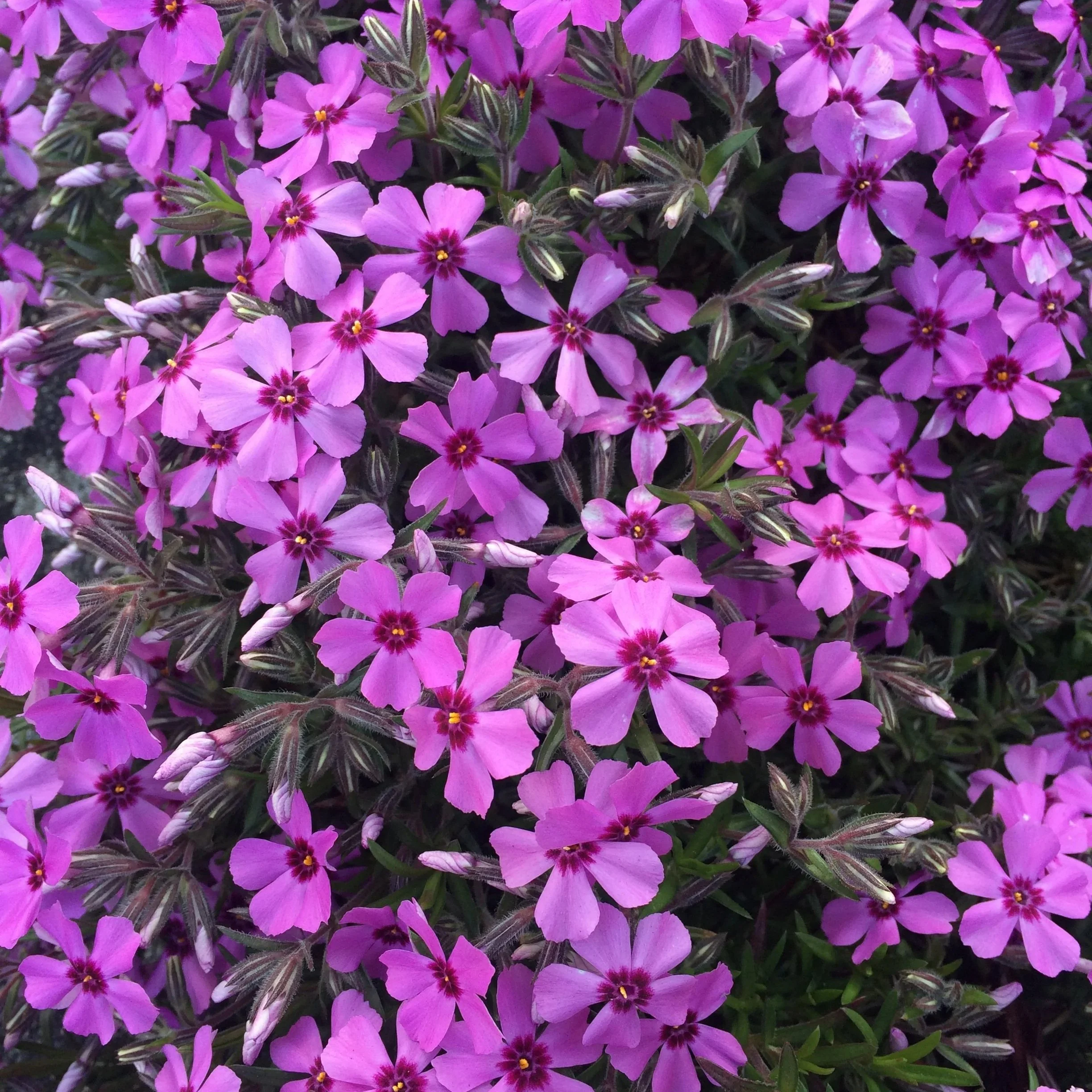 The McKees’ Avon Garden—May 28, 2026