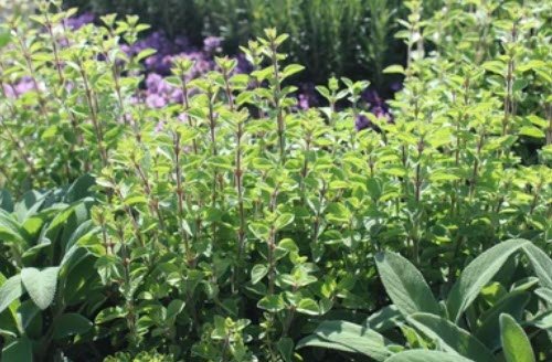 Colonial-inspired landscape and gardens in Avon—June 23, 2026