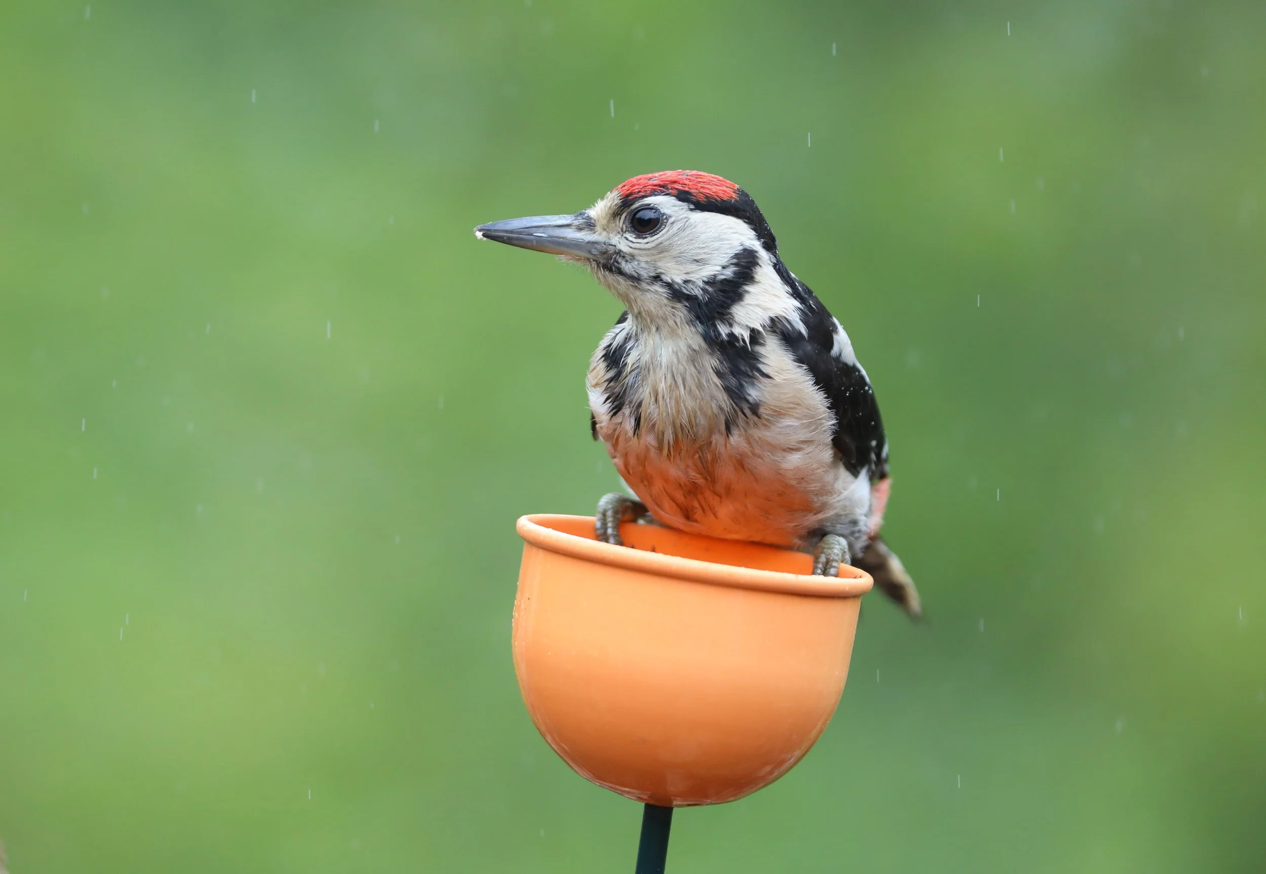 32 Great Spotted Woodpecker
