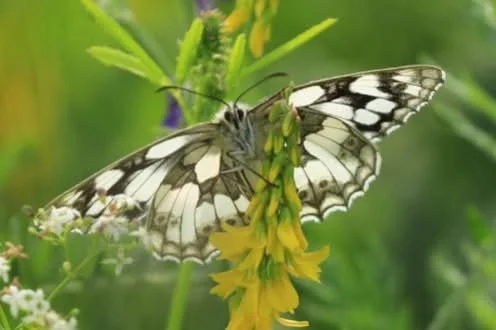 07 Marbled White