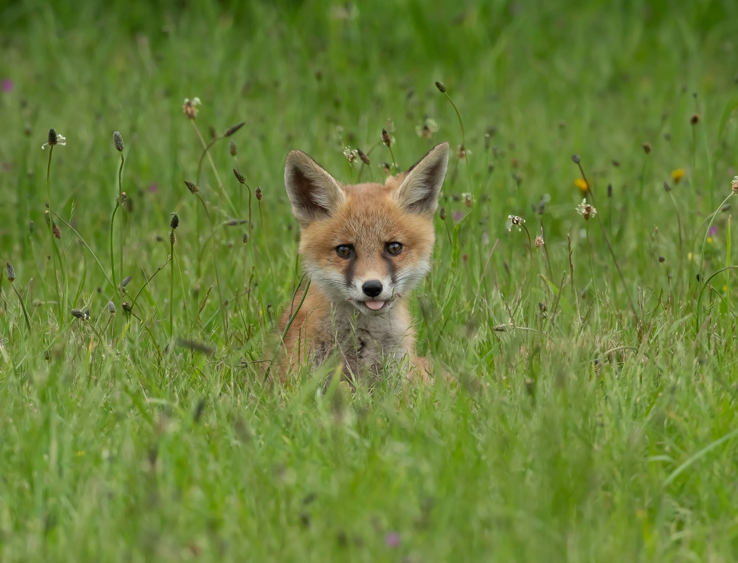 12 Red Fox