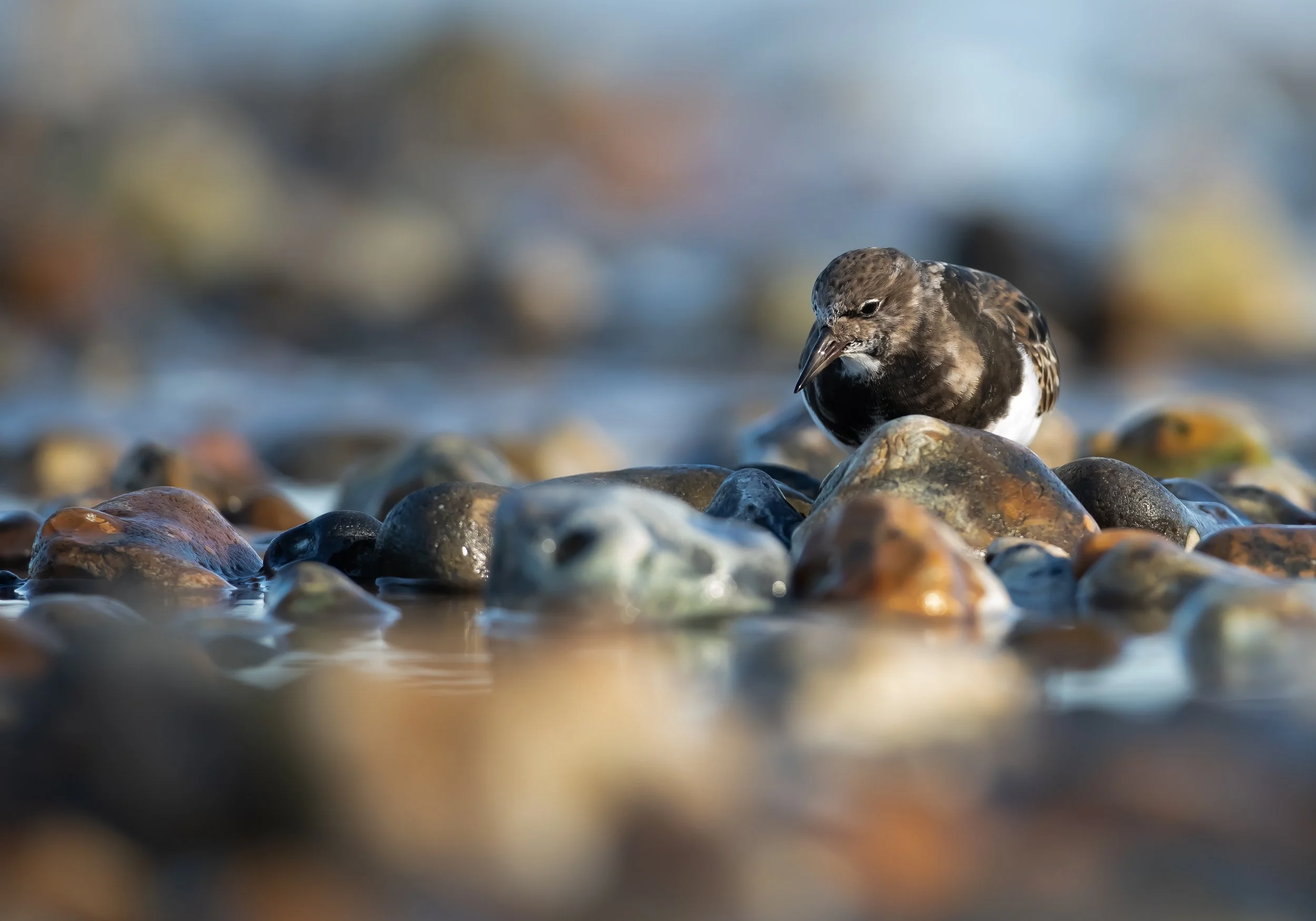 08 Turnstone
