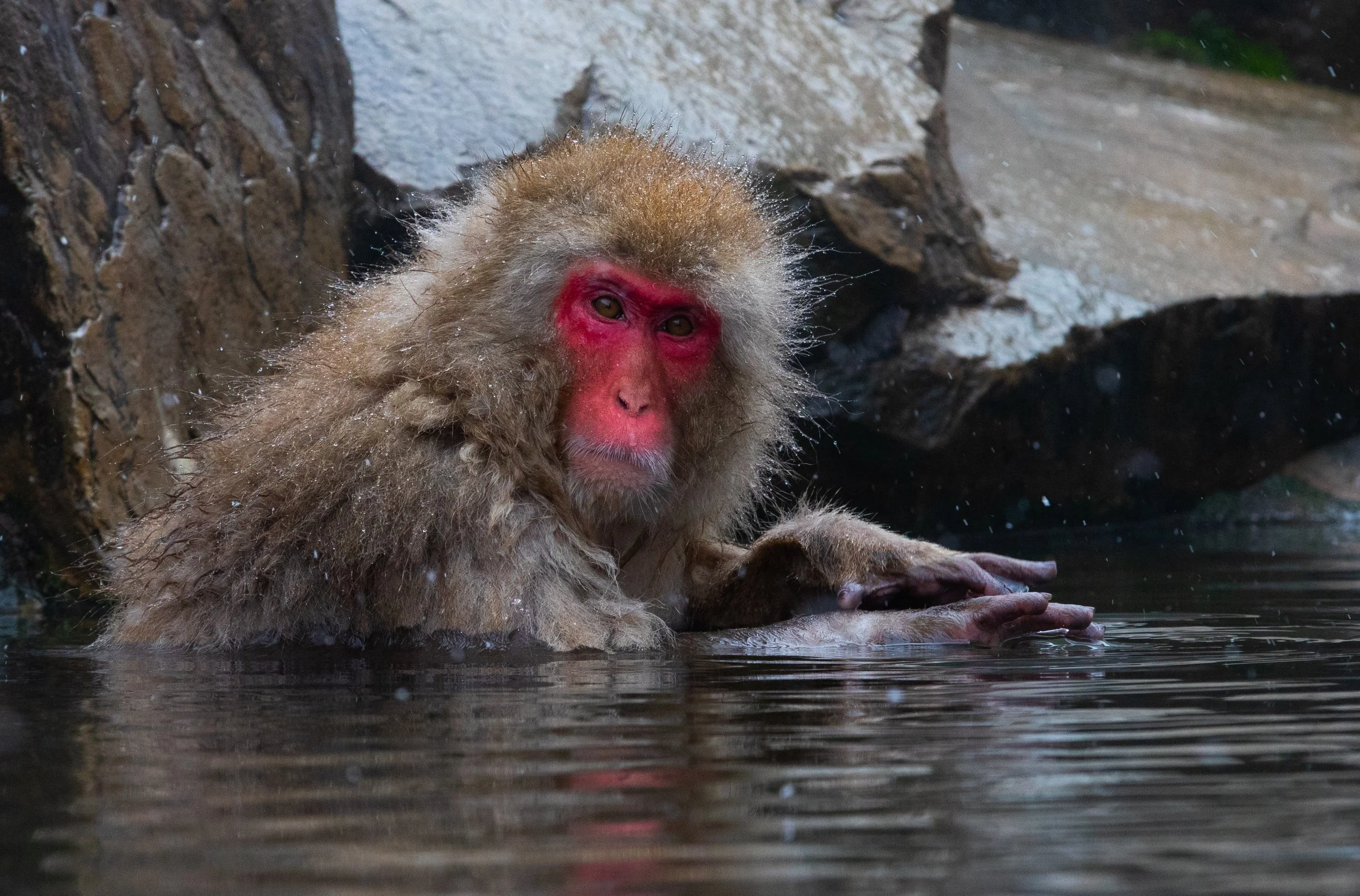 14 Snow Monkey