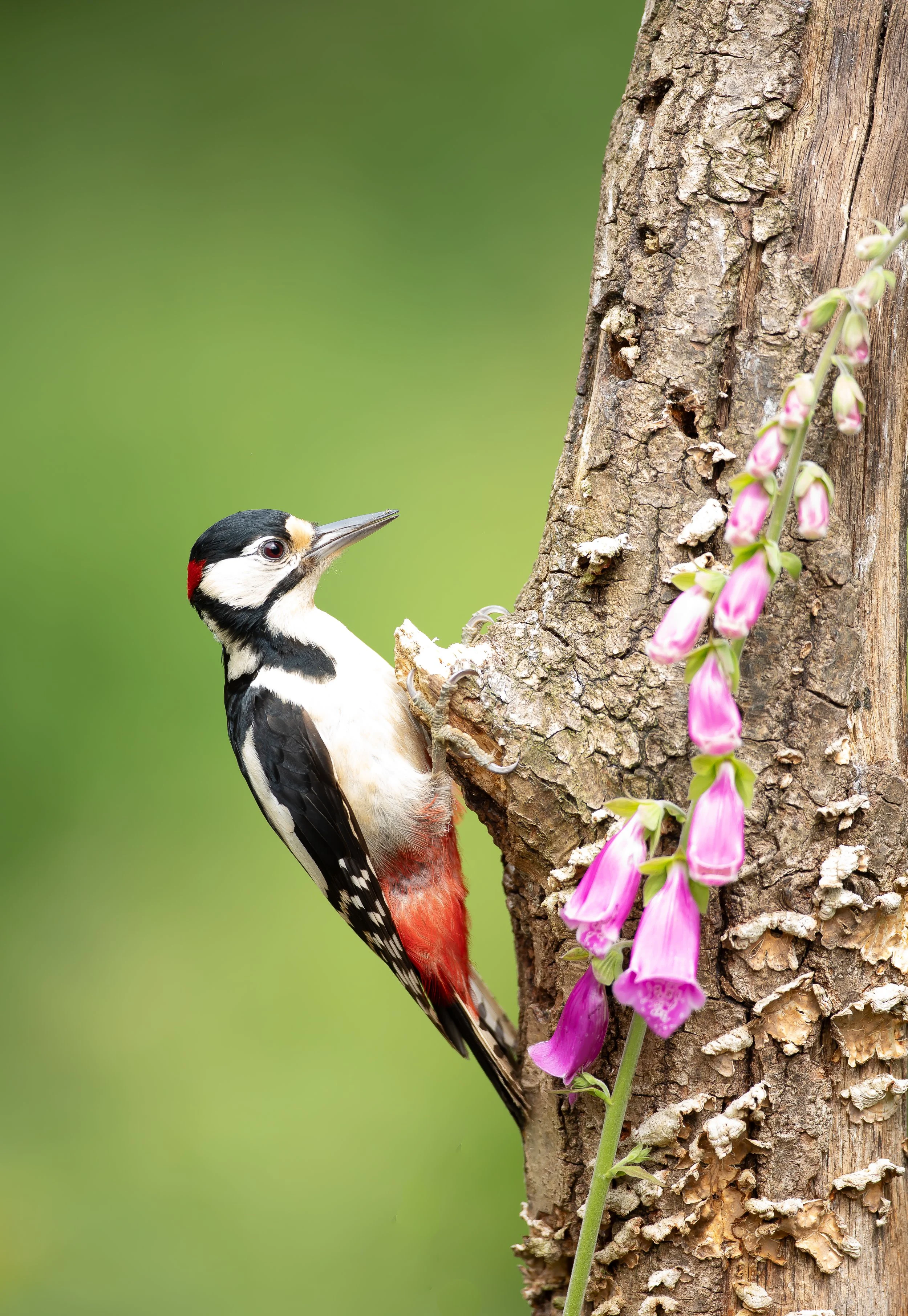 28 Great Spotted Woodpecker wood and flowers