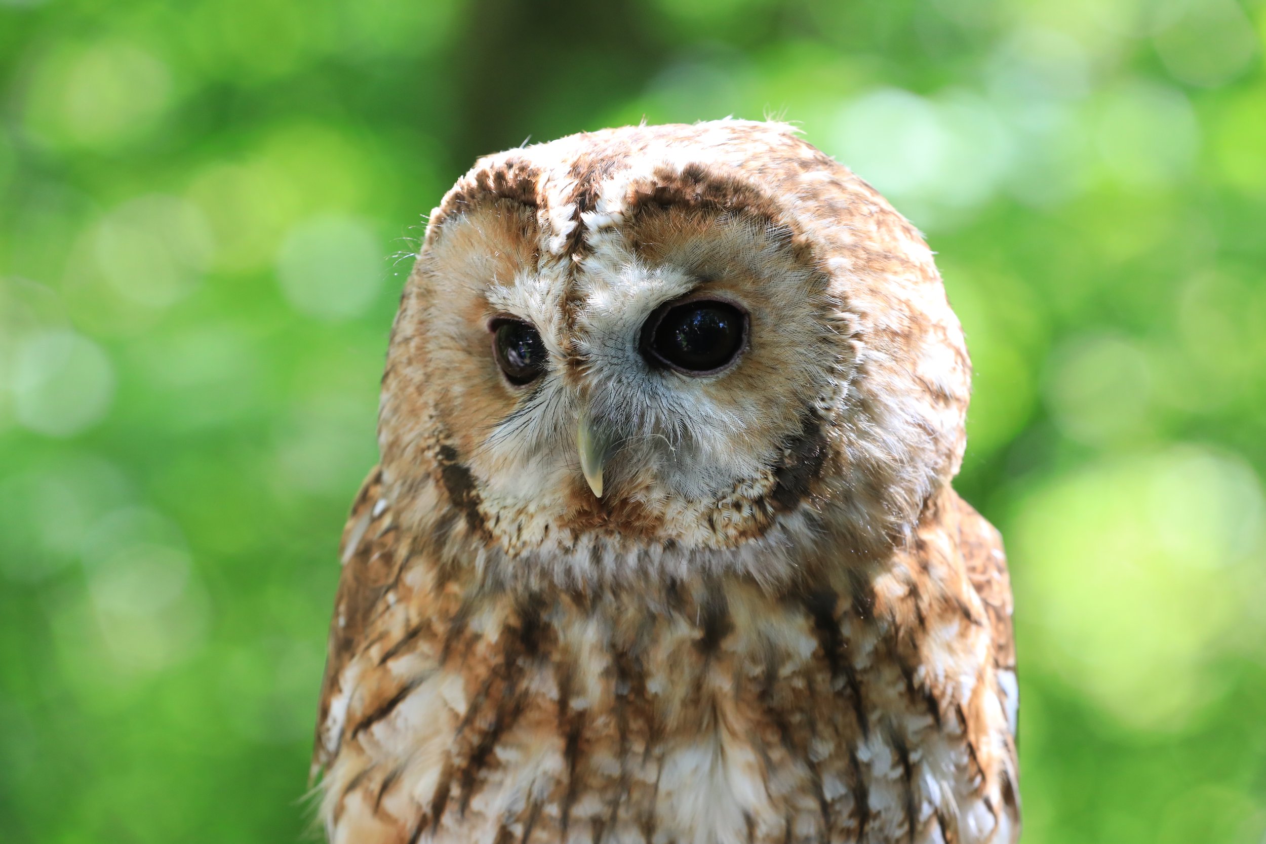 17 Tawny Owl - Hawk Conservancy
