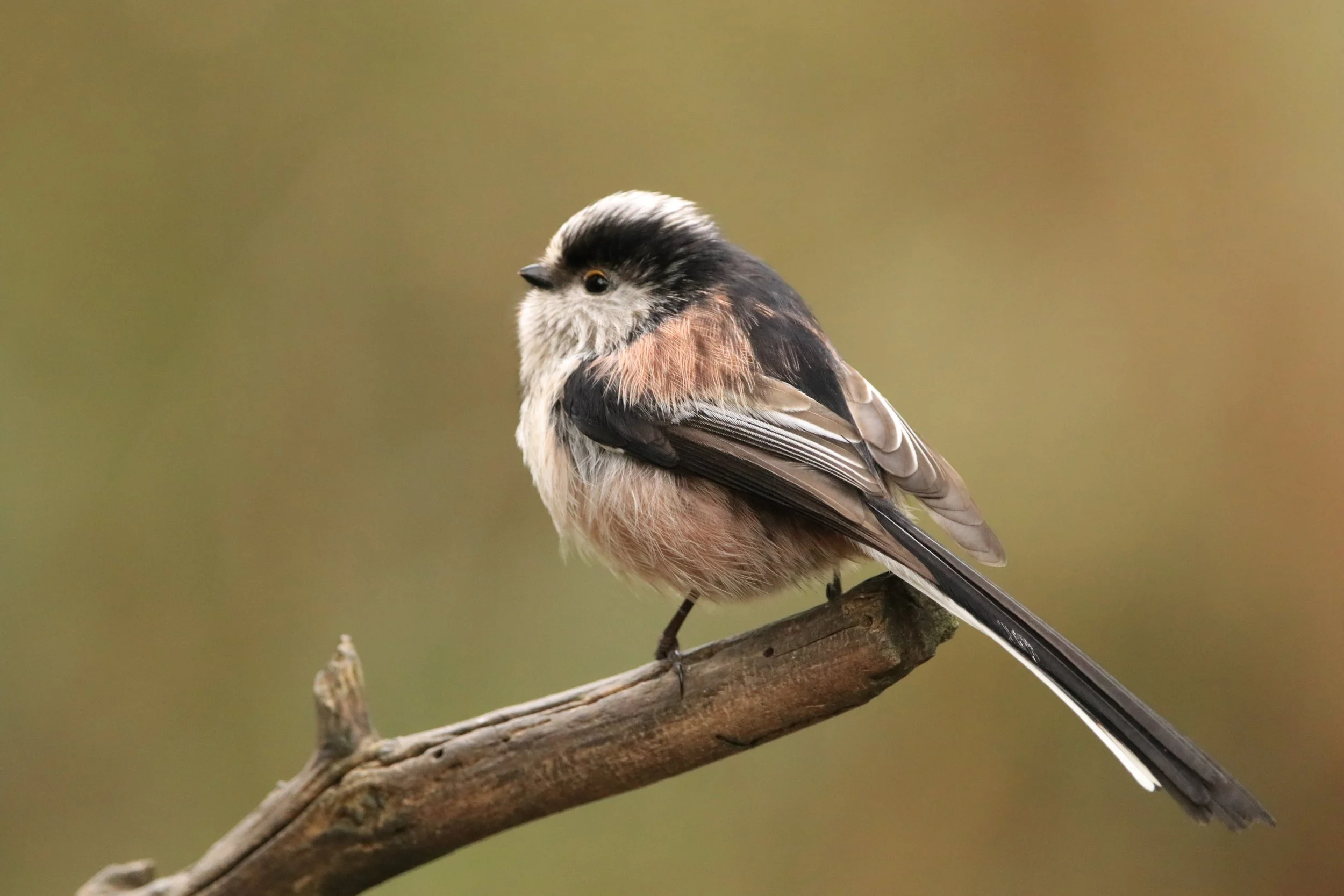 05 Long Tailed Tit