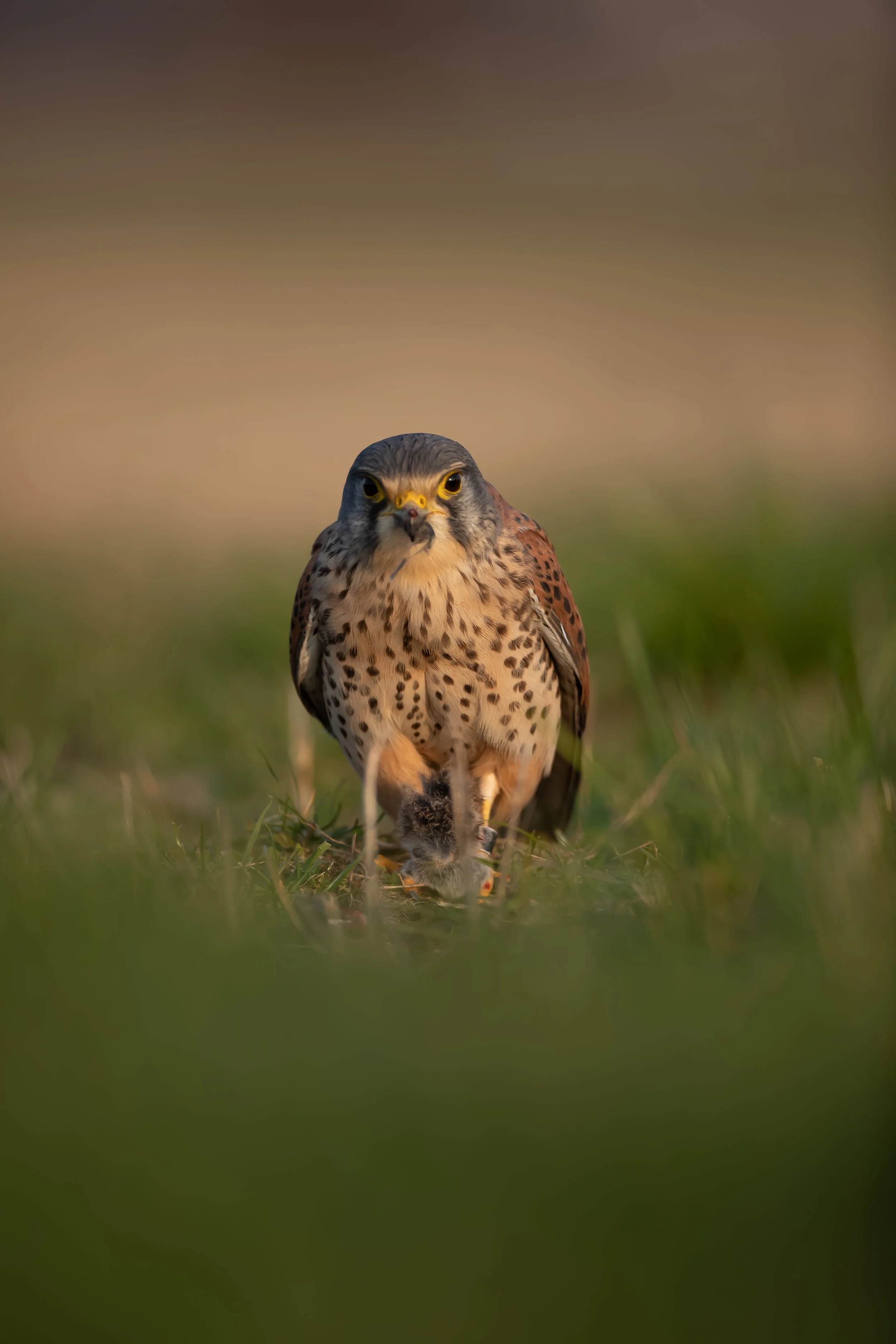 14 Male Kestrel