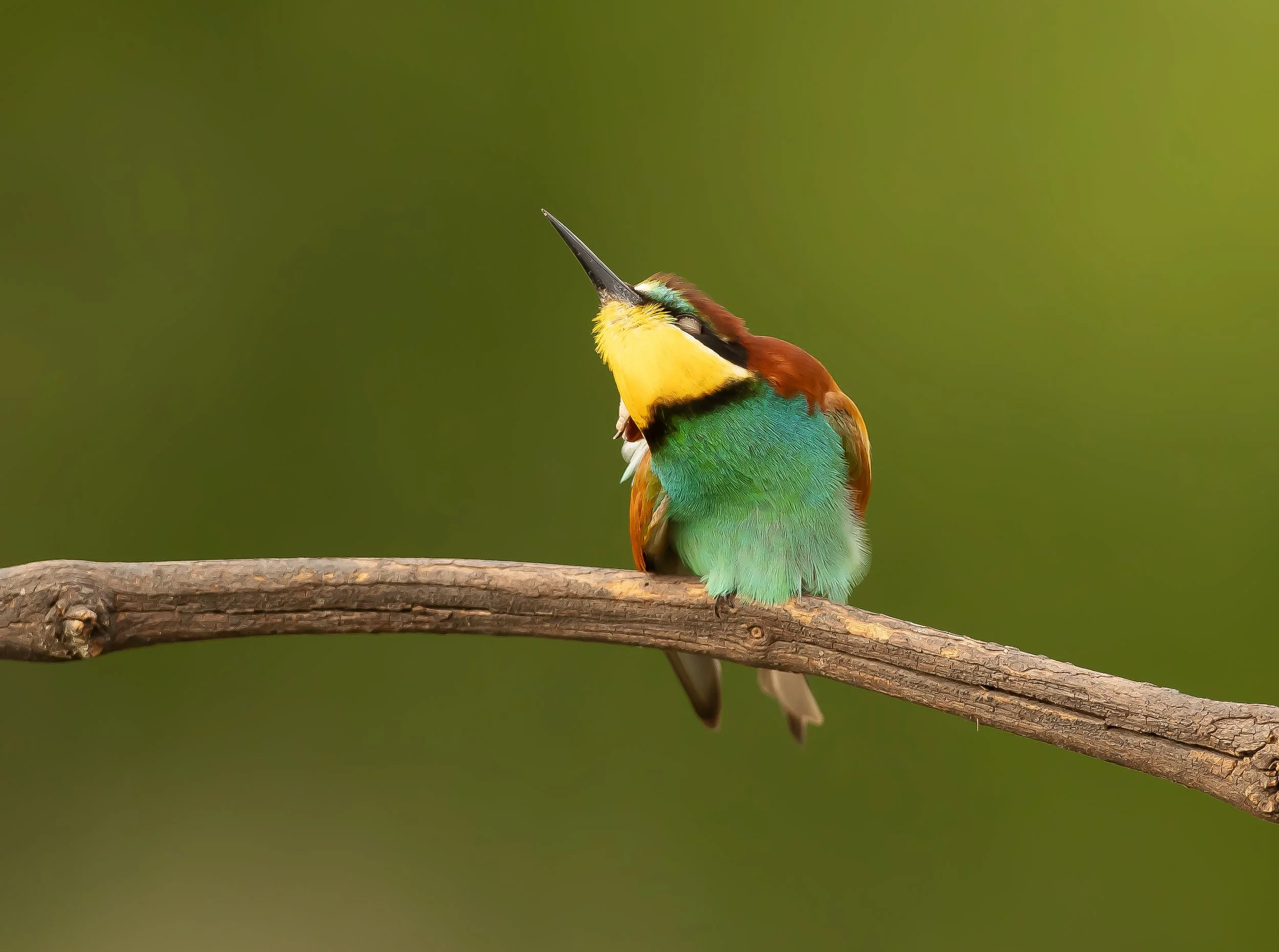 12 Bee-eater