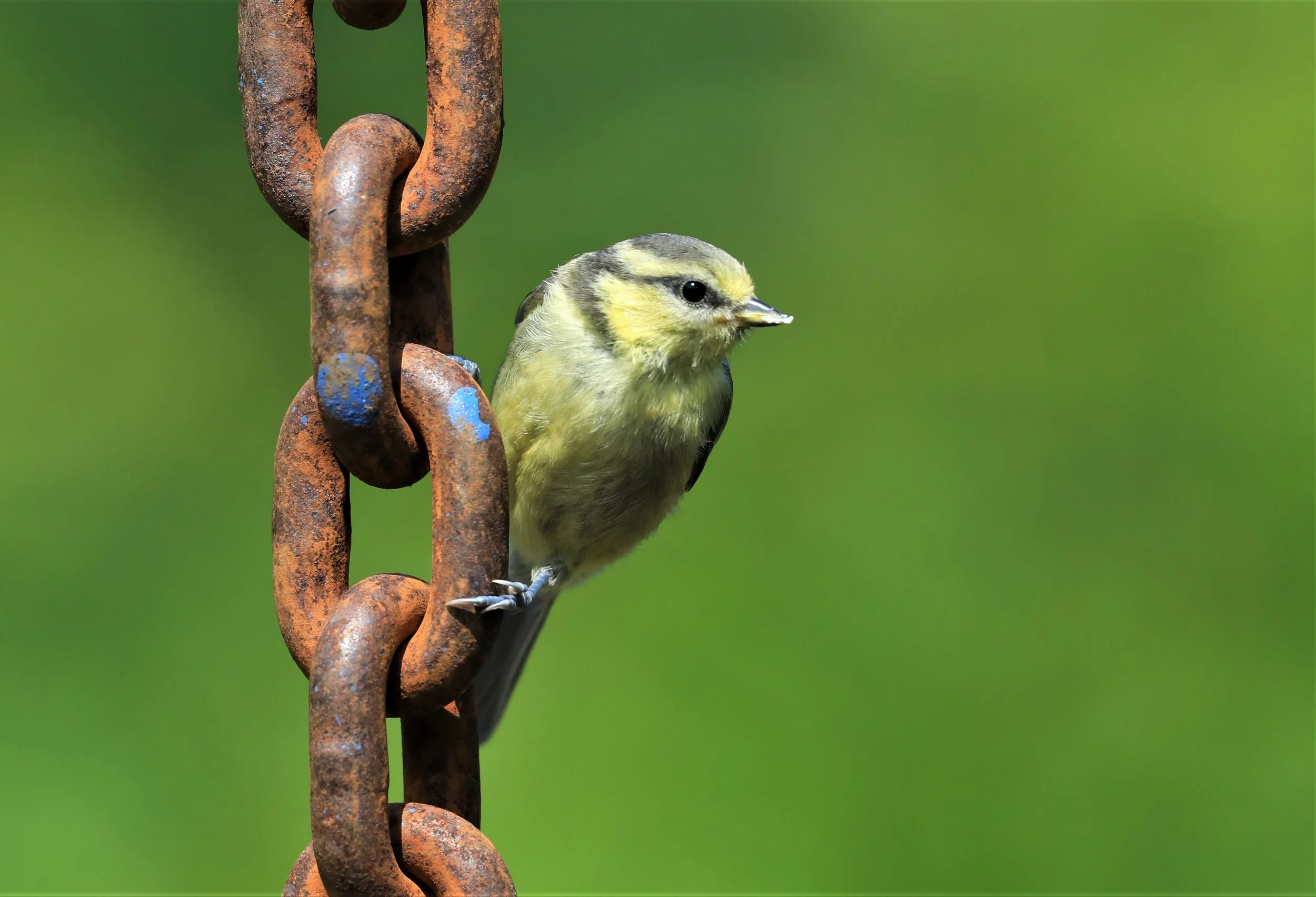 24 Blue Tit on chain