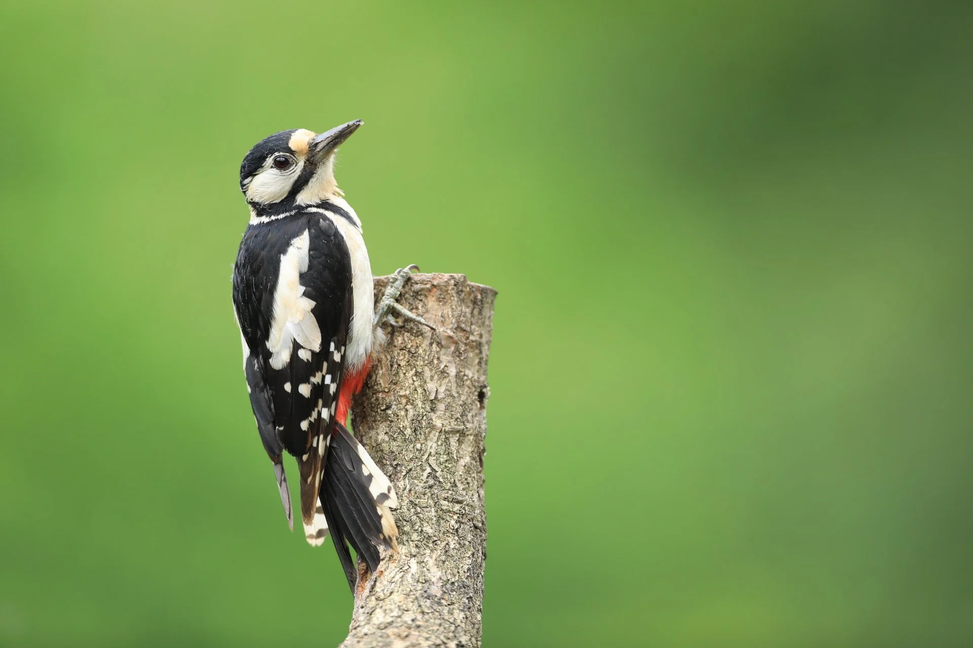 11 Great Spotted Woodpecker