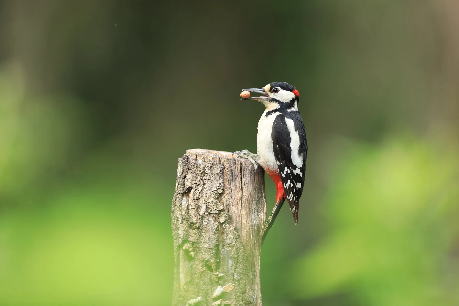 10 Great Spotted Woodpecker