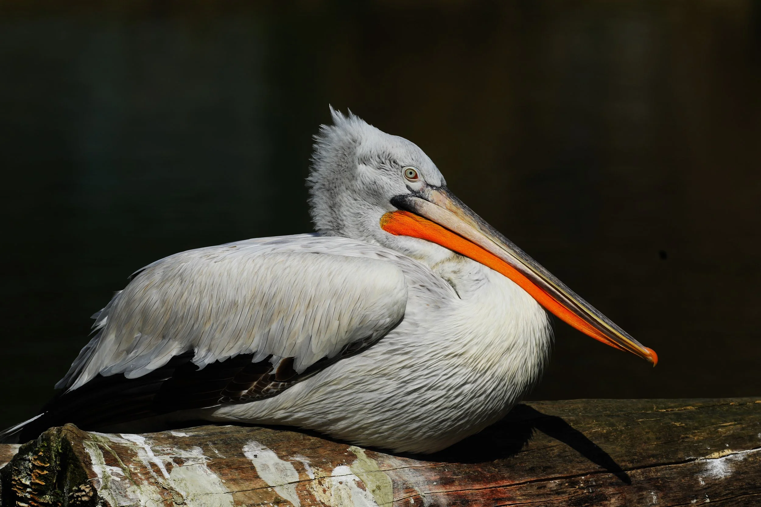 10 Dalmation Pelican