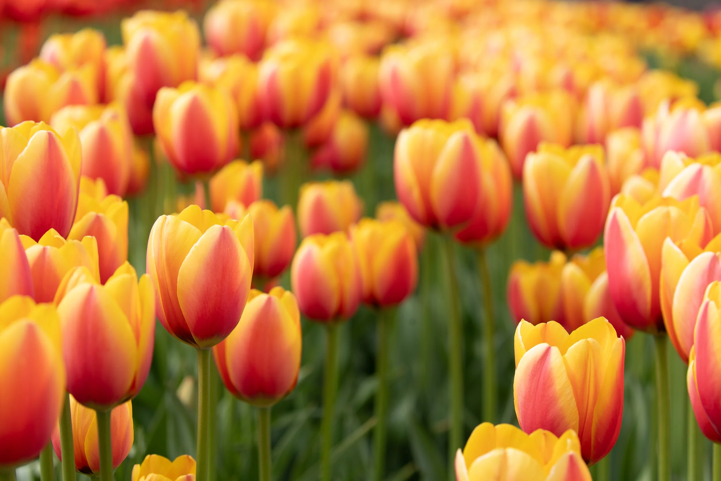 06 Tulips