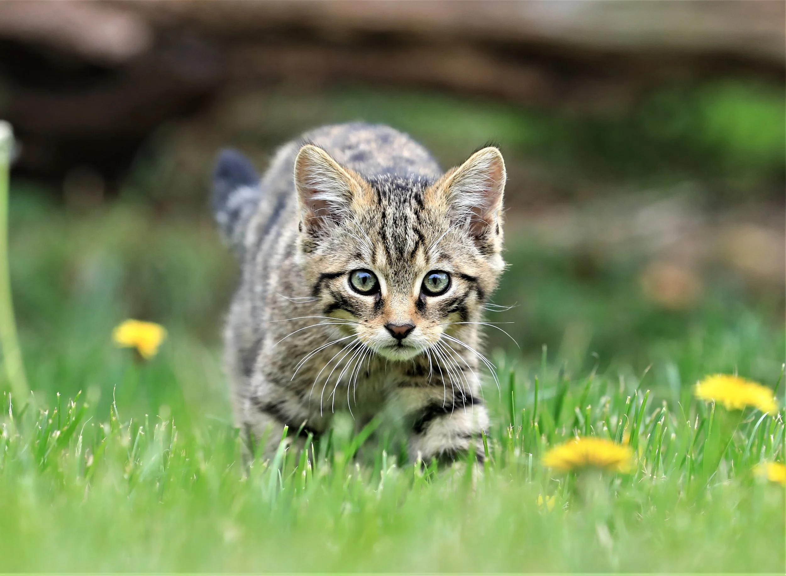 03 Scottish Wildcat (British Wildlife Centre)