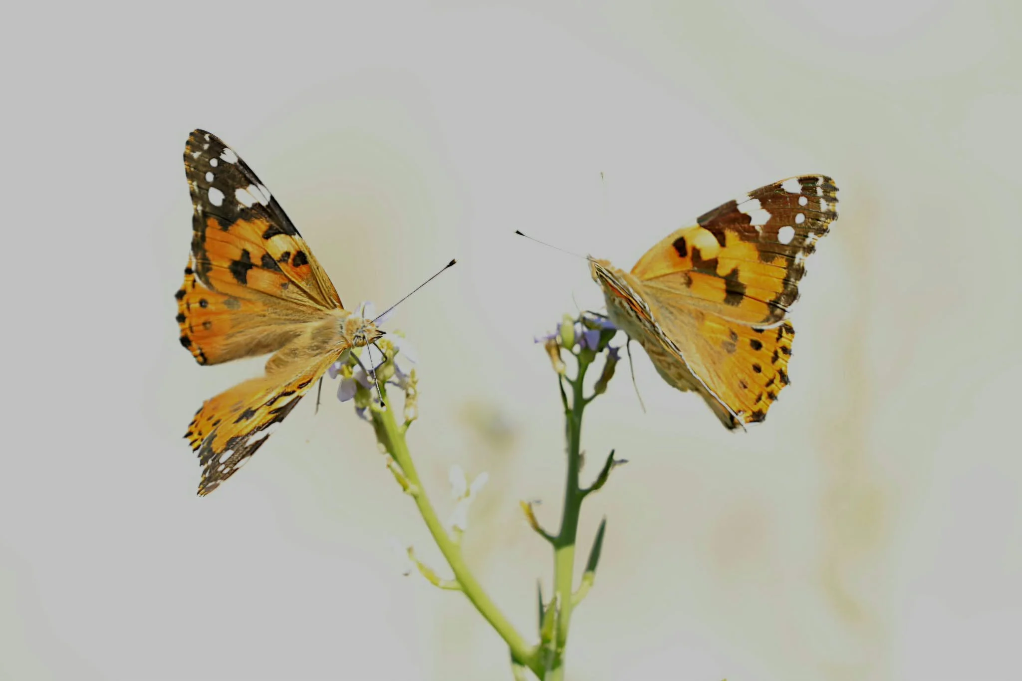 01 Painted Ladies