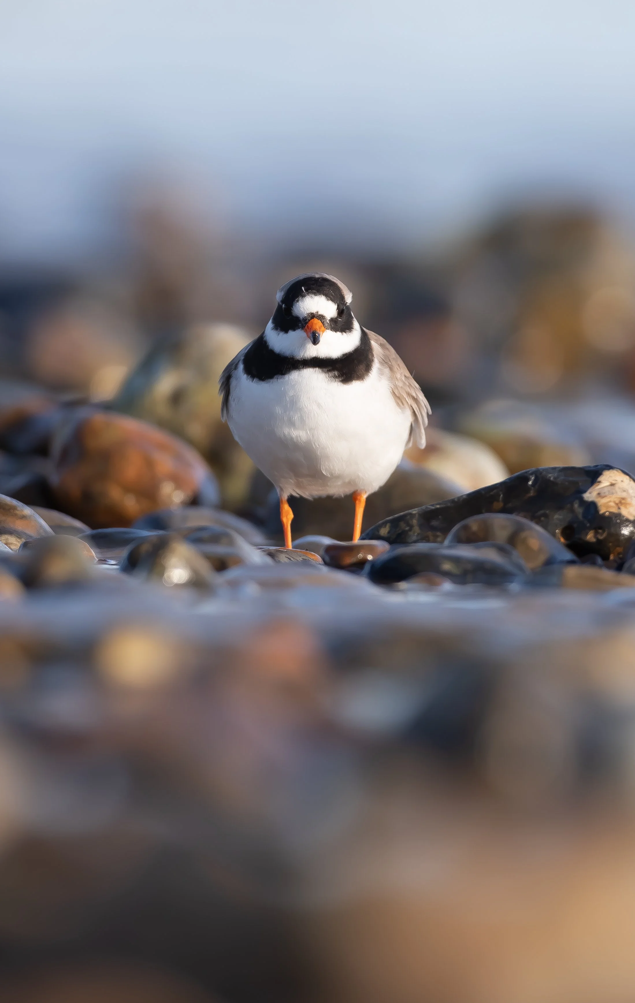 06 Plover