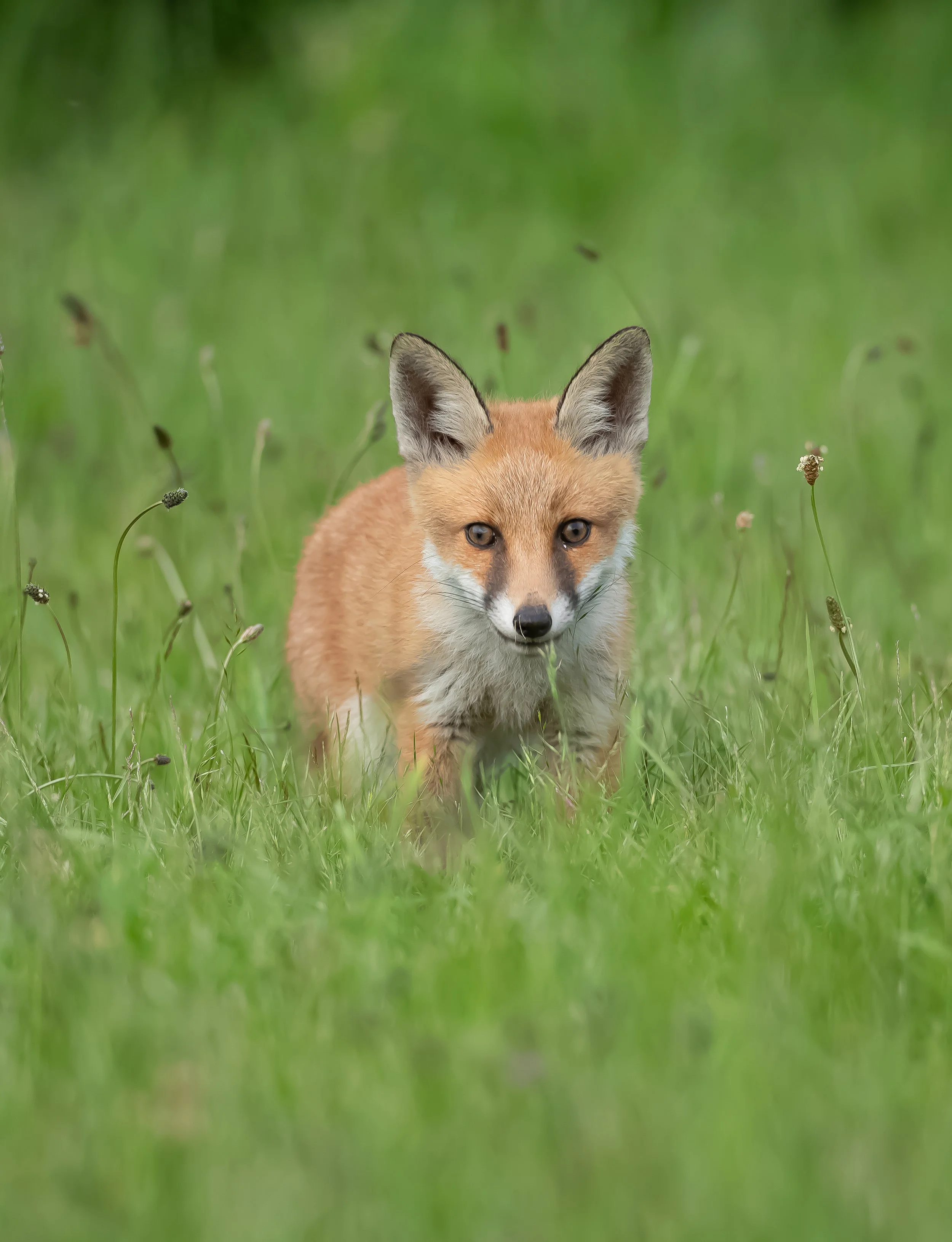 13 Red Fox
