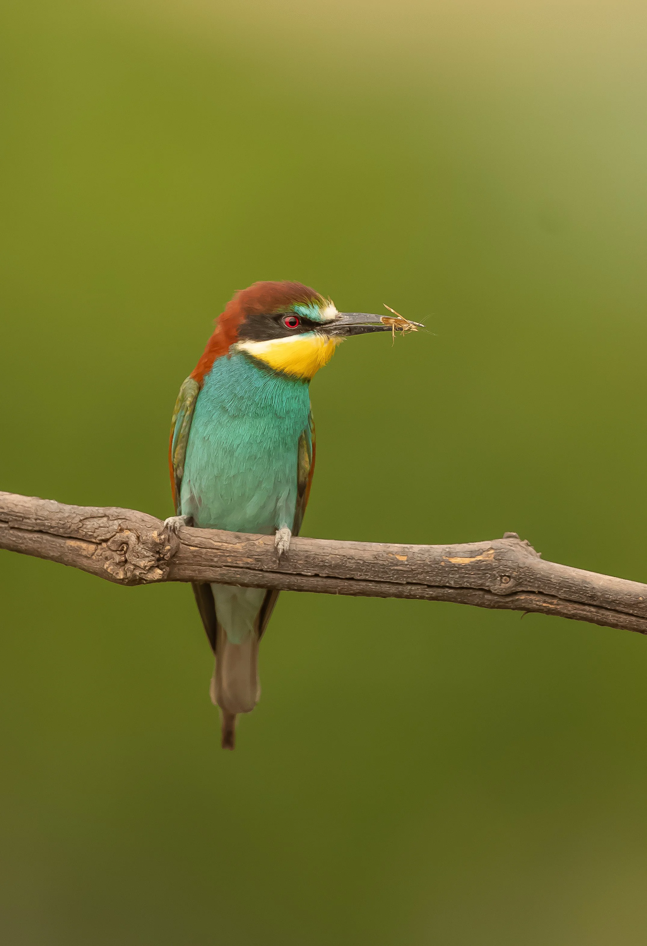 08 Bee-eater